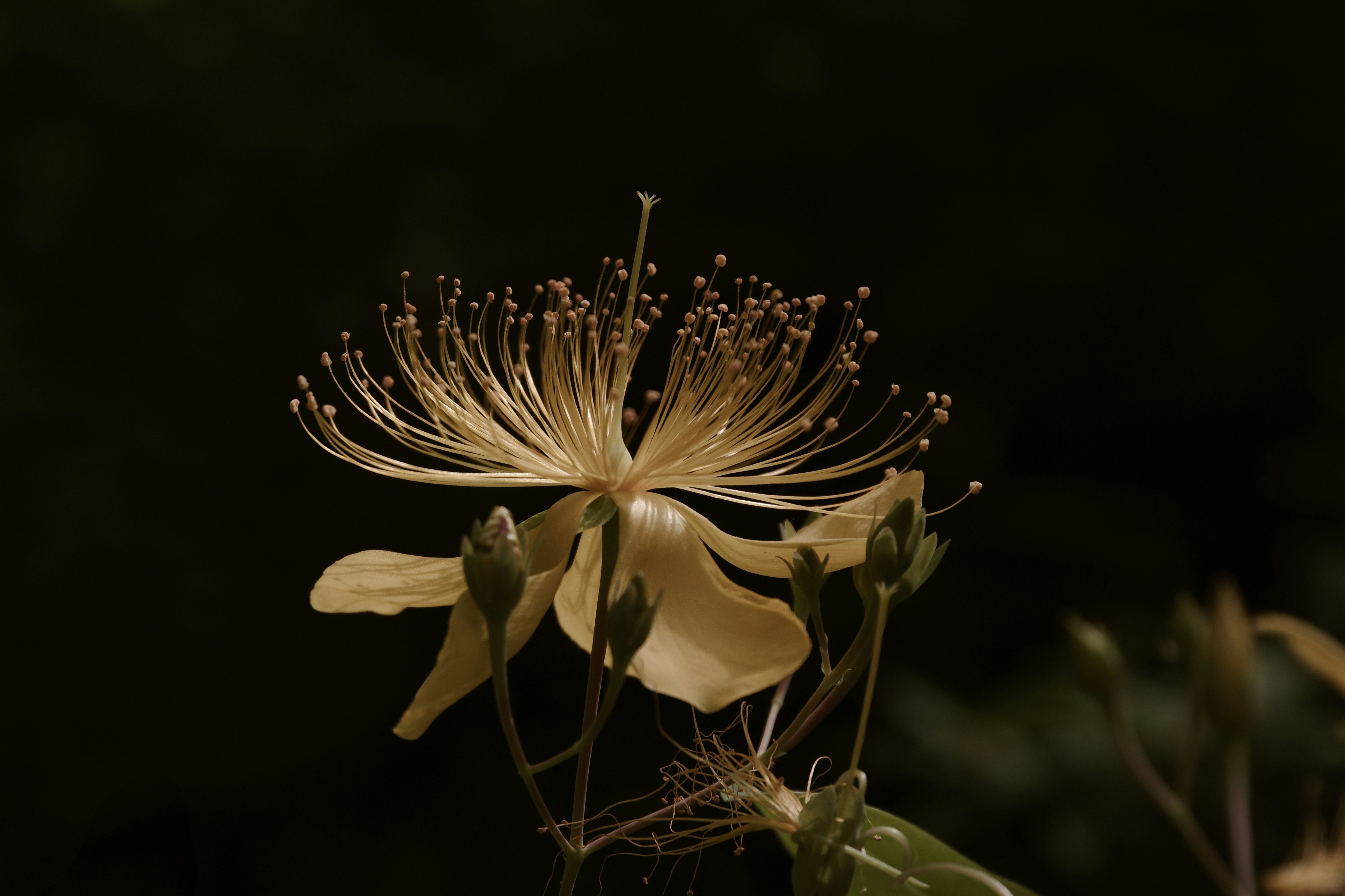 ビヨウヤナギの金色の花と花粉のクローズアップ
