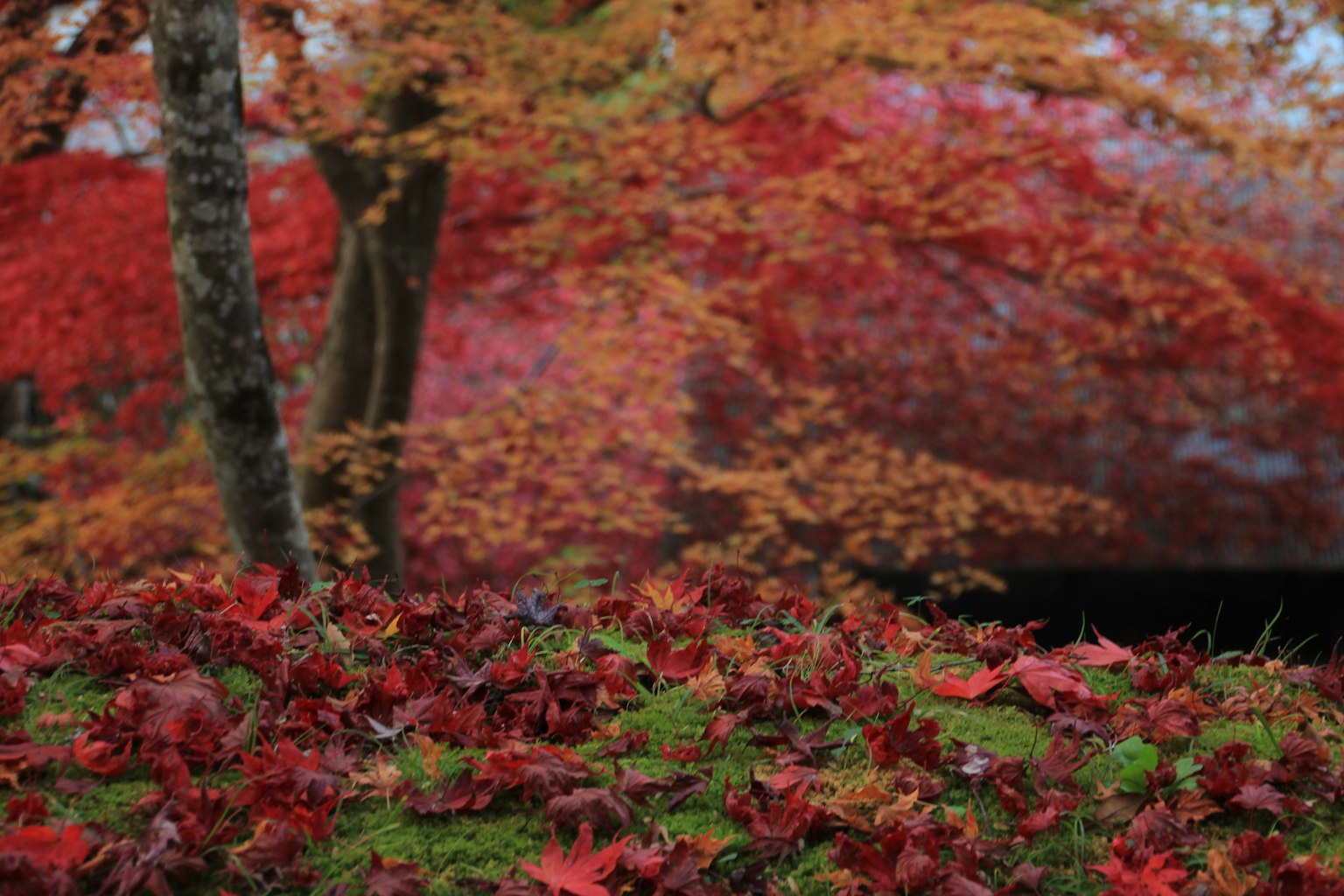 Bella scena autunnale con foglie rosse sparse sul terreno