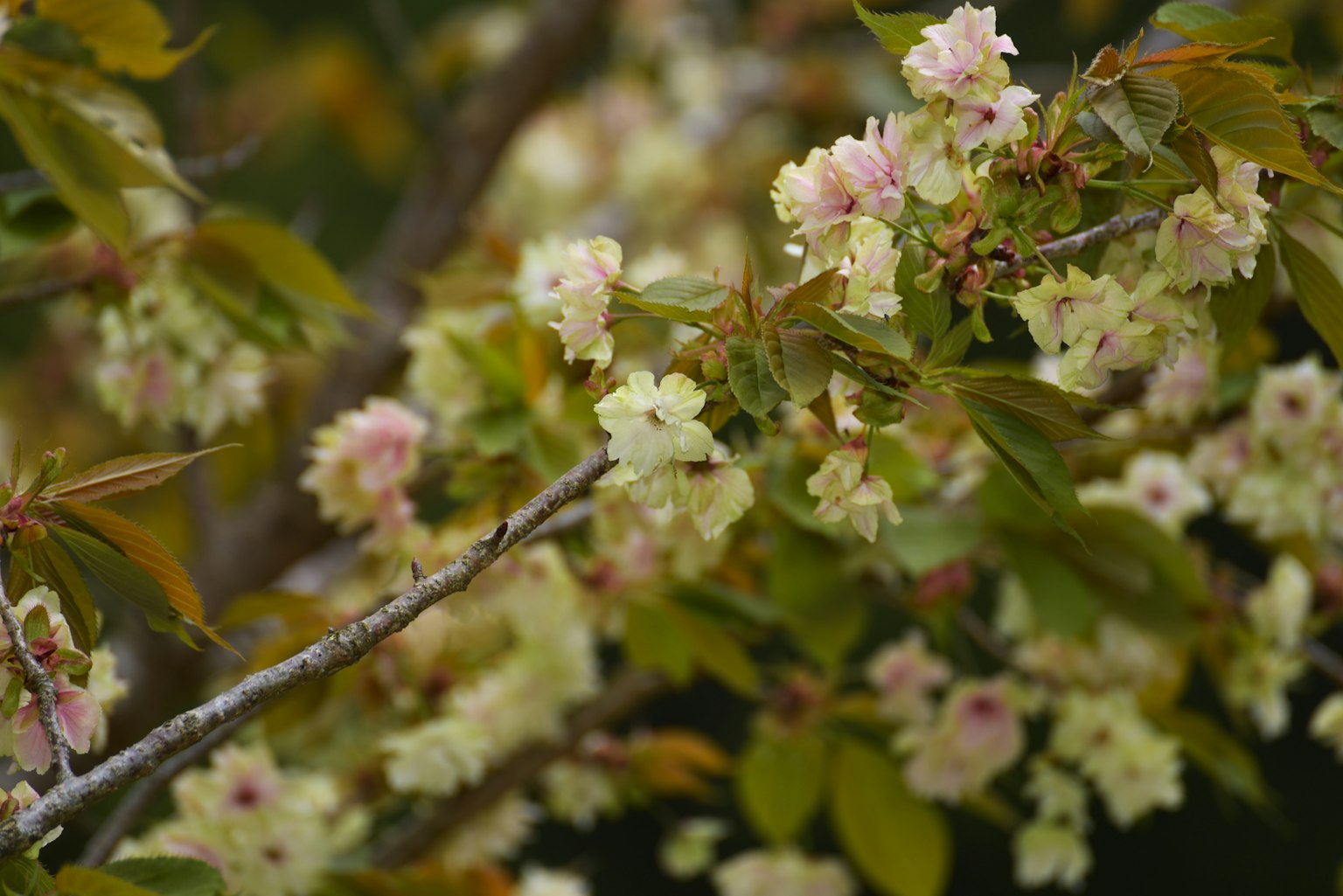 Branche de cerisier avec des fleurs roses pâles et crème