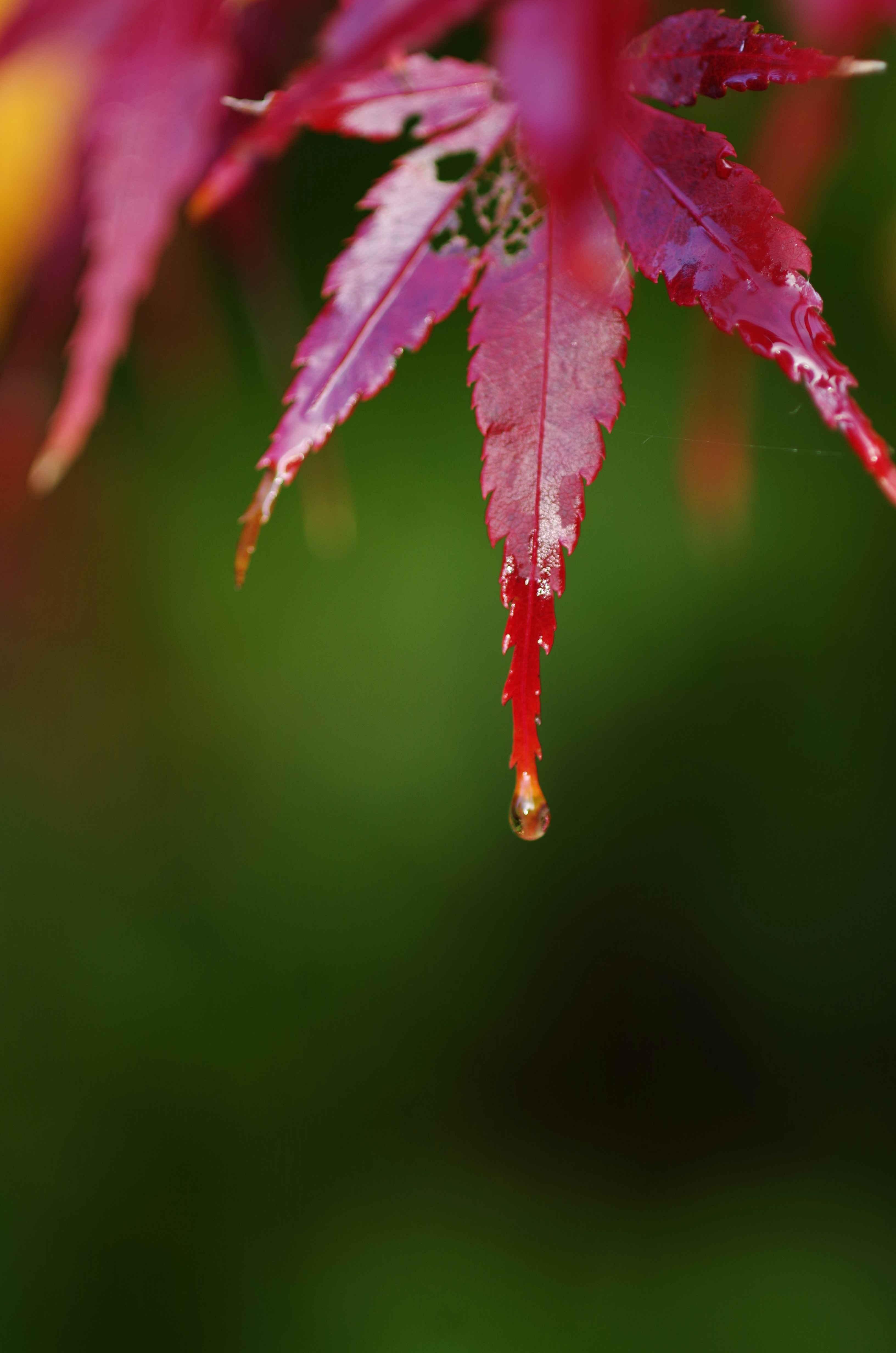 Herbstliche Ahornblätter mit einem herabtropfenden Wassertropfen