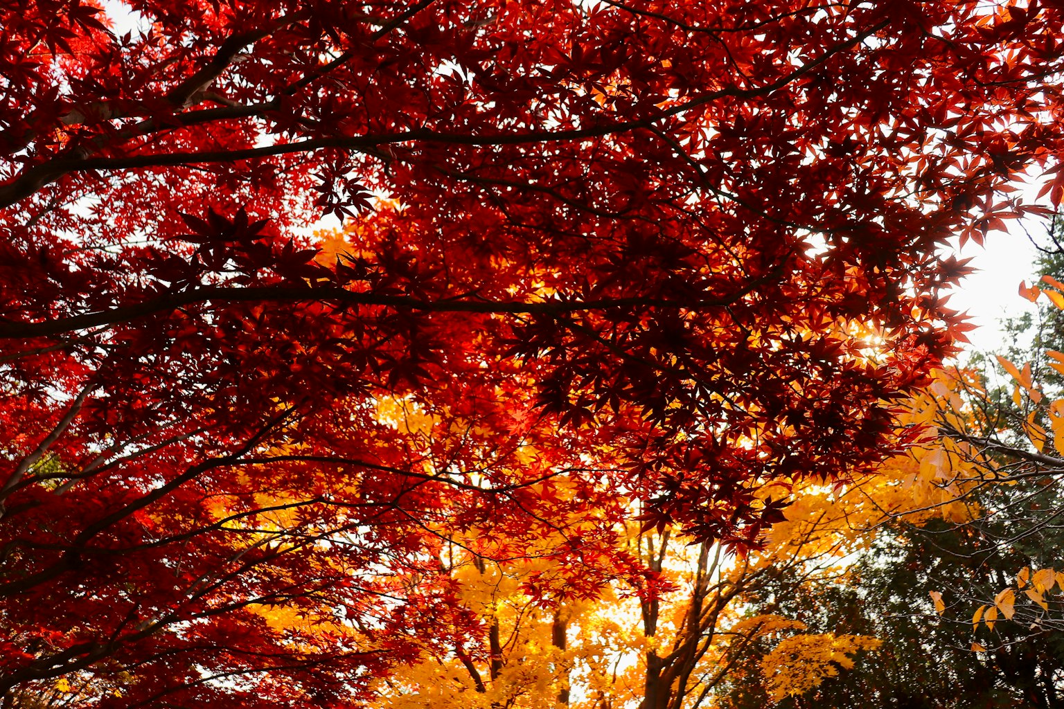 Eine malerische Ansicht von Herbstlaub mit lebhaften roten und orangefarbenen Blättern