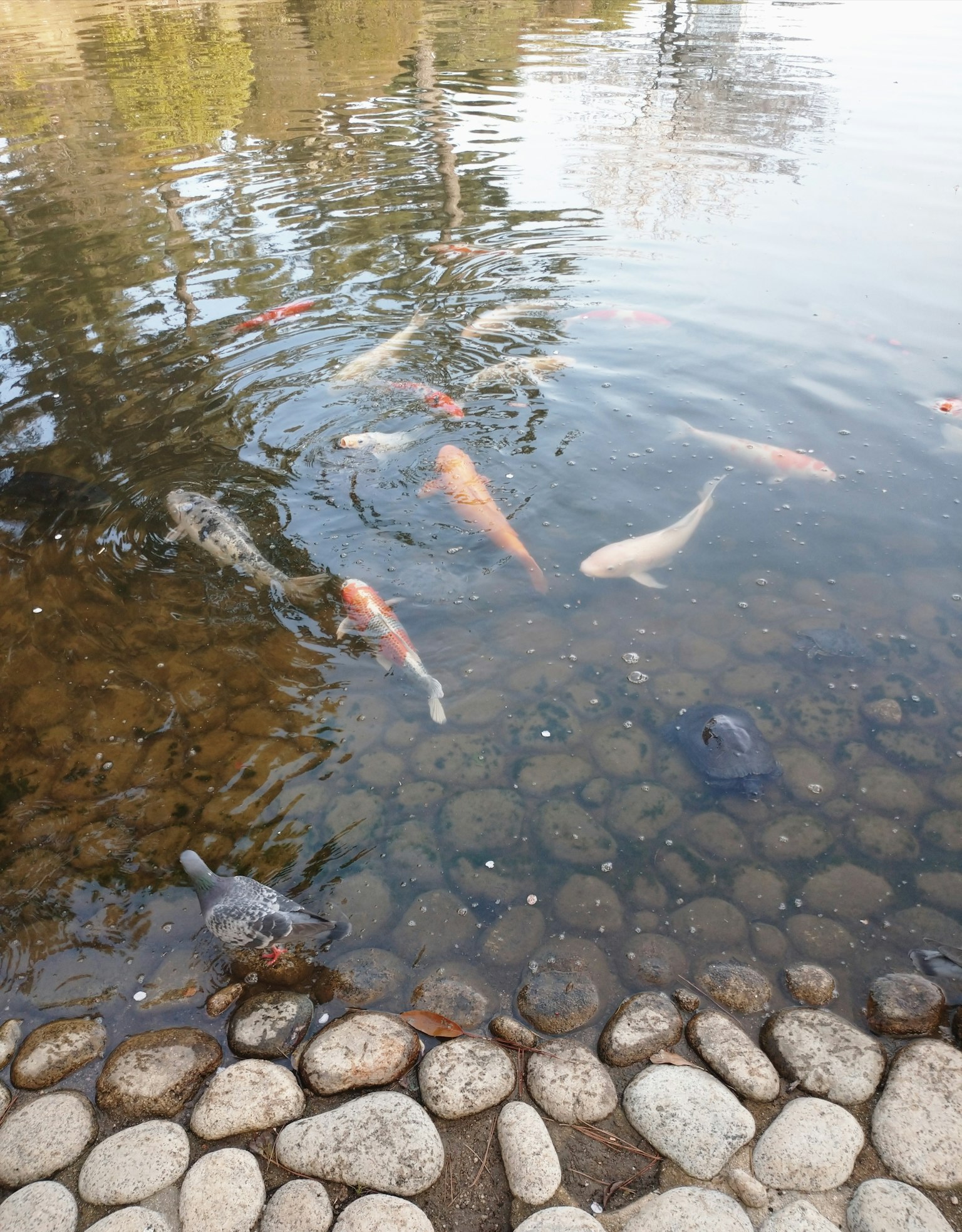 Ikan koi berwarna-warni berenang di kolam dengan tepi berbatu