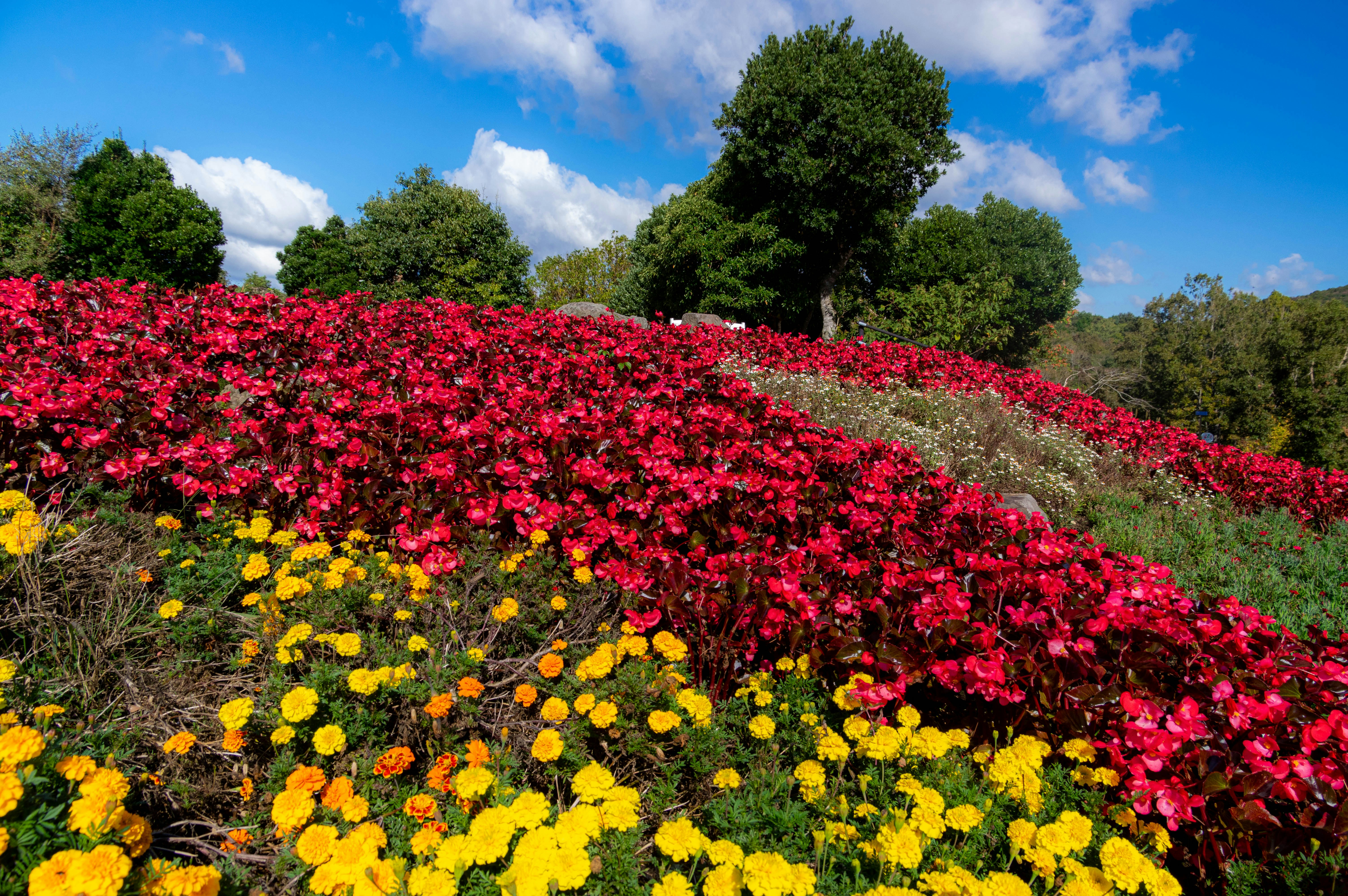 colorful flowerbed hillside with blooming flowers