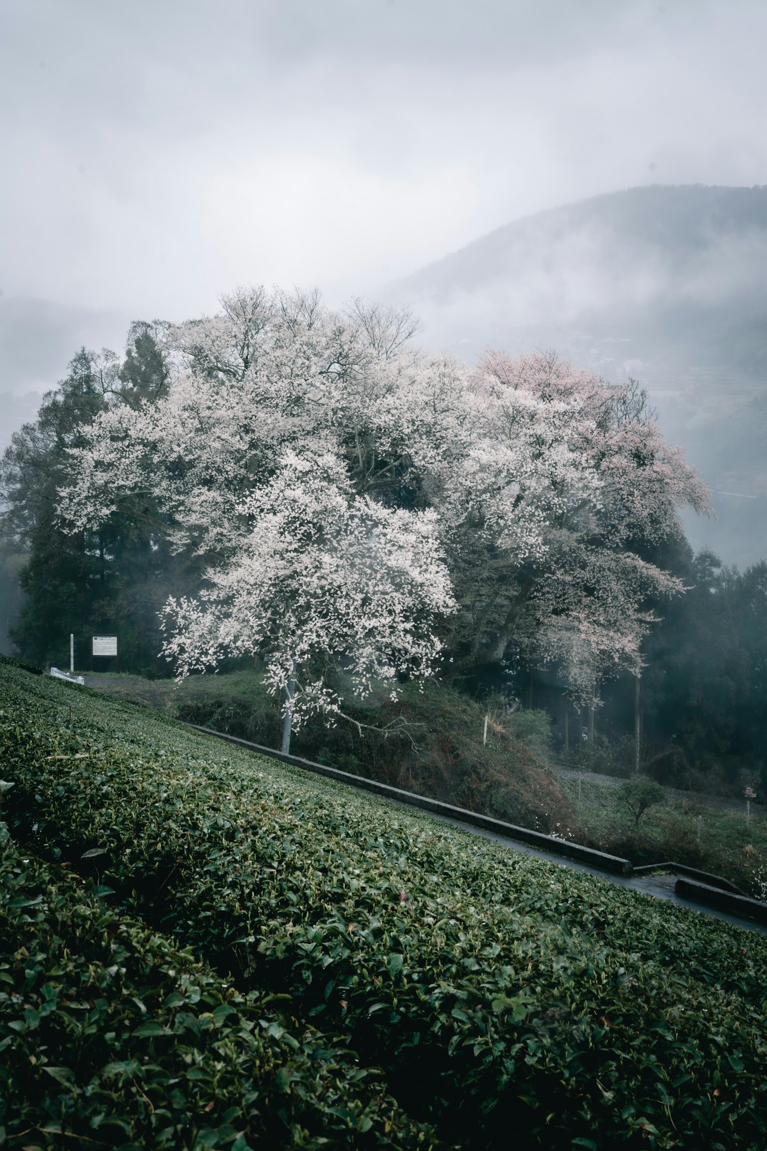 Kirschbaum umgeben von Nebel mit grünen Teefeldern