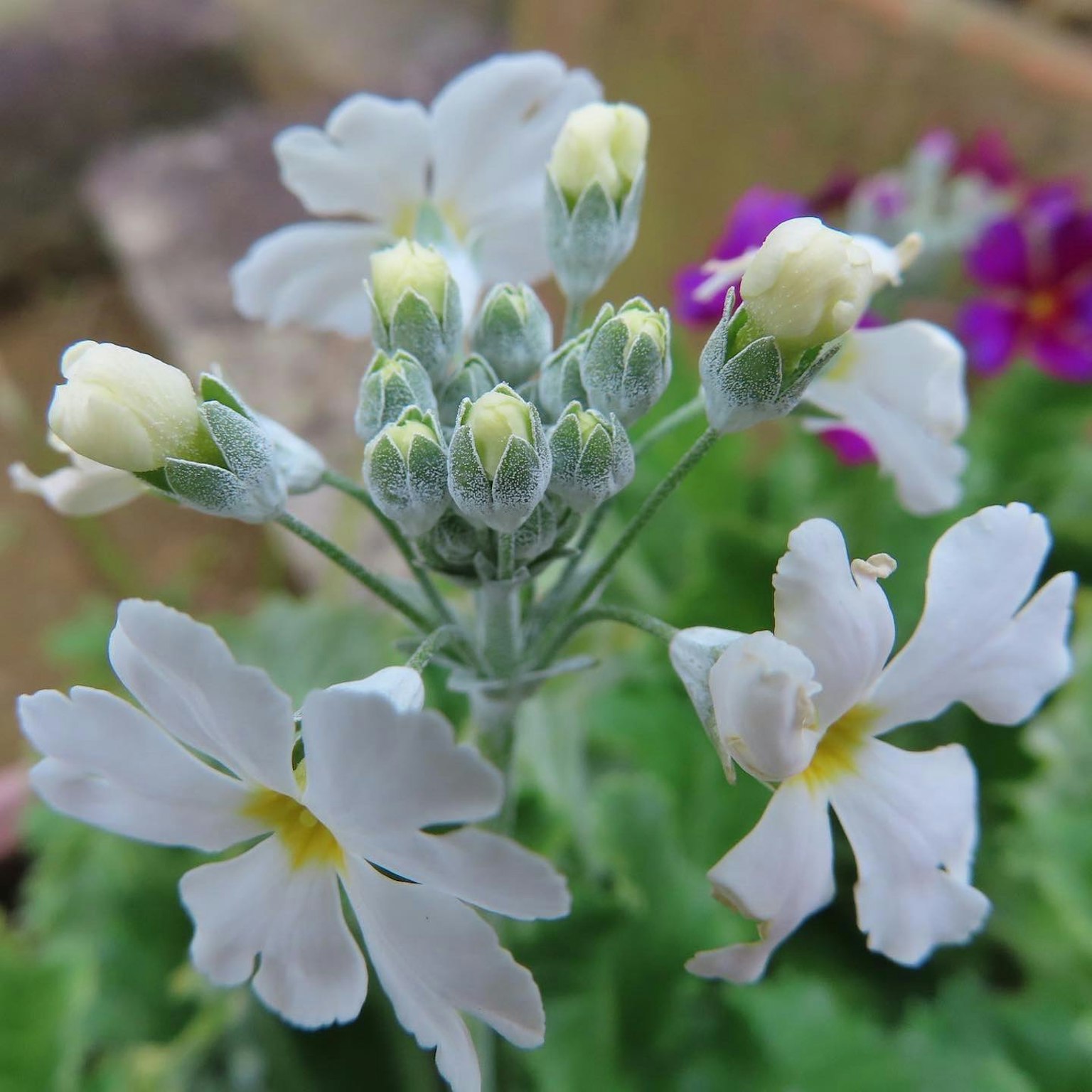 Primer plano de una planta con flores blancas y capullos