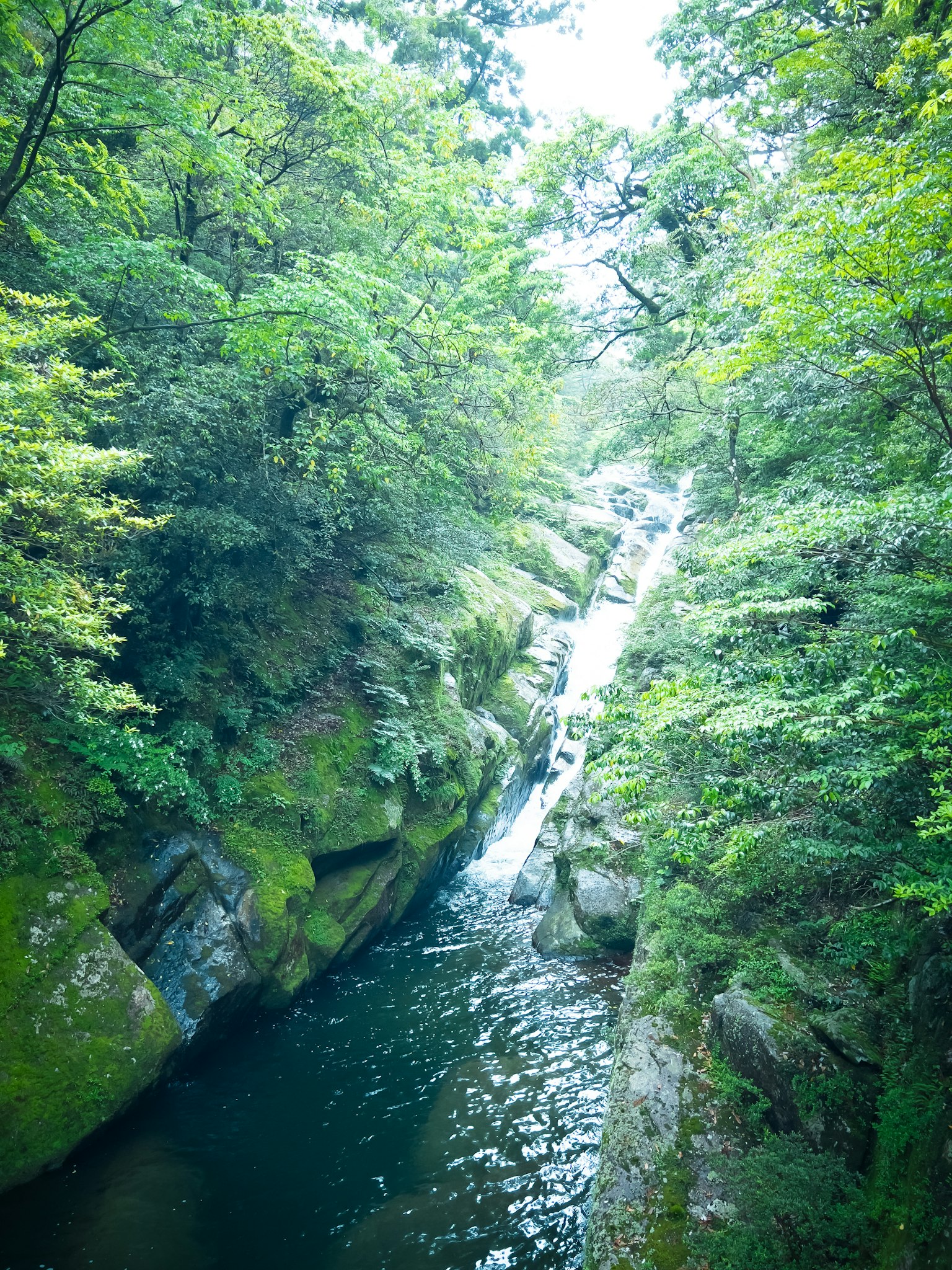 Sebuah air terjun kecil mengalir melalui hutan yang rimbun