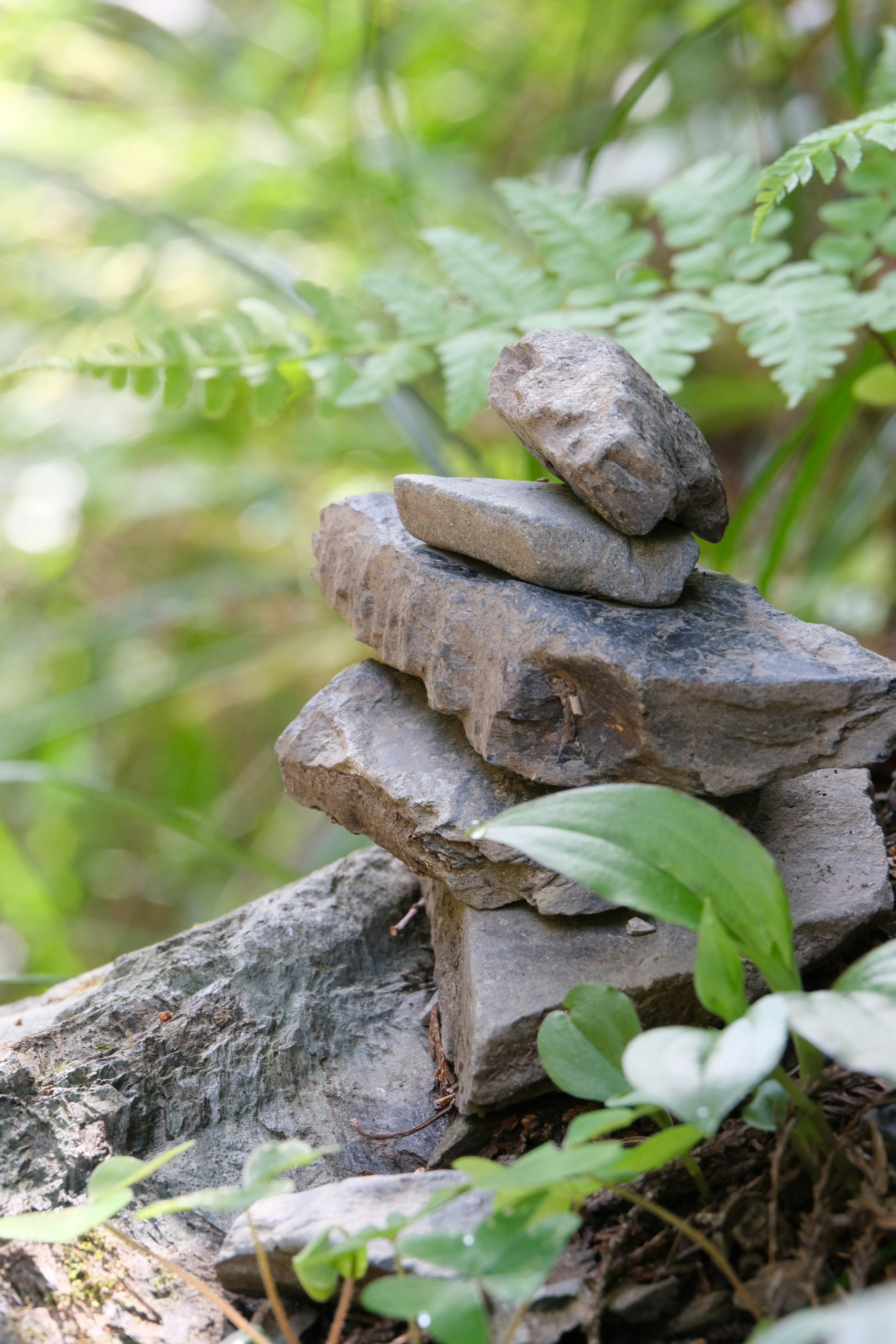 Mossy stacked stones with fresh green sprouts in a natural path