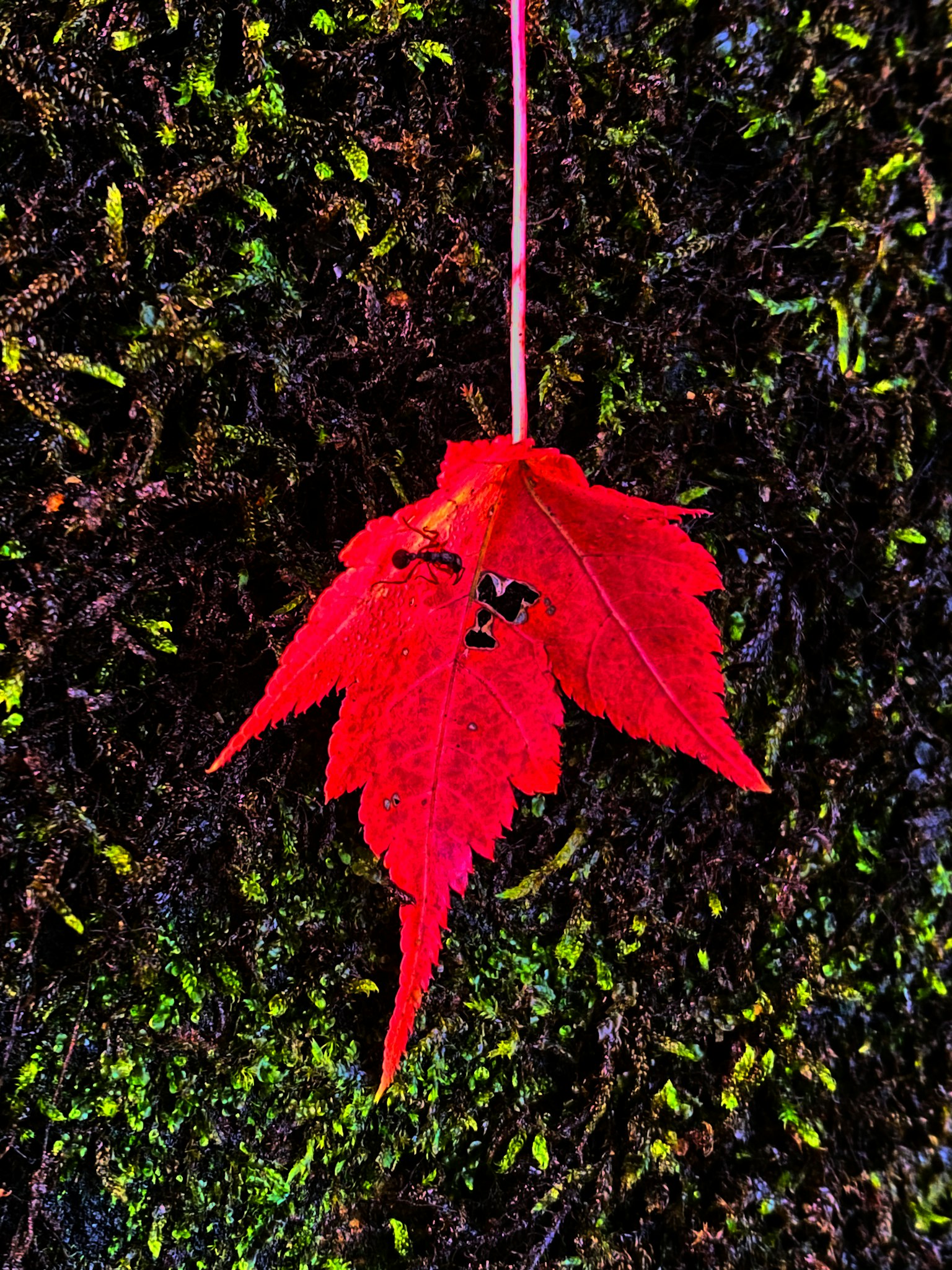 Daun maple merah di atas lumut hijau