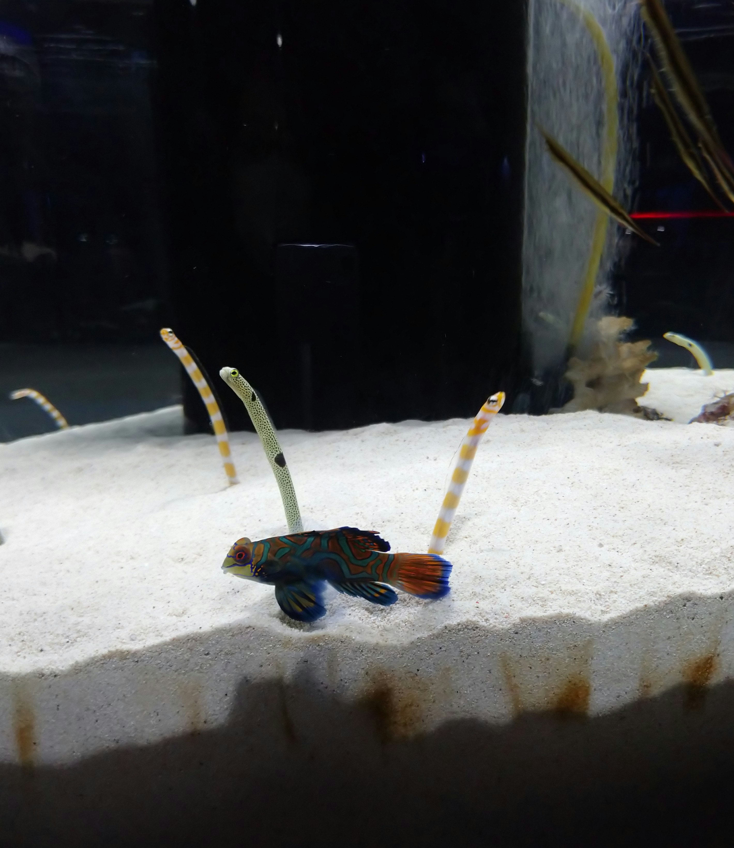 水槽の砂地にいる小さな魚