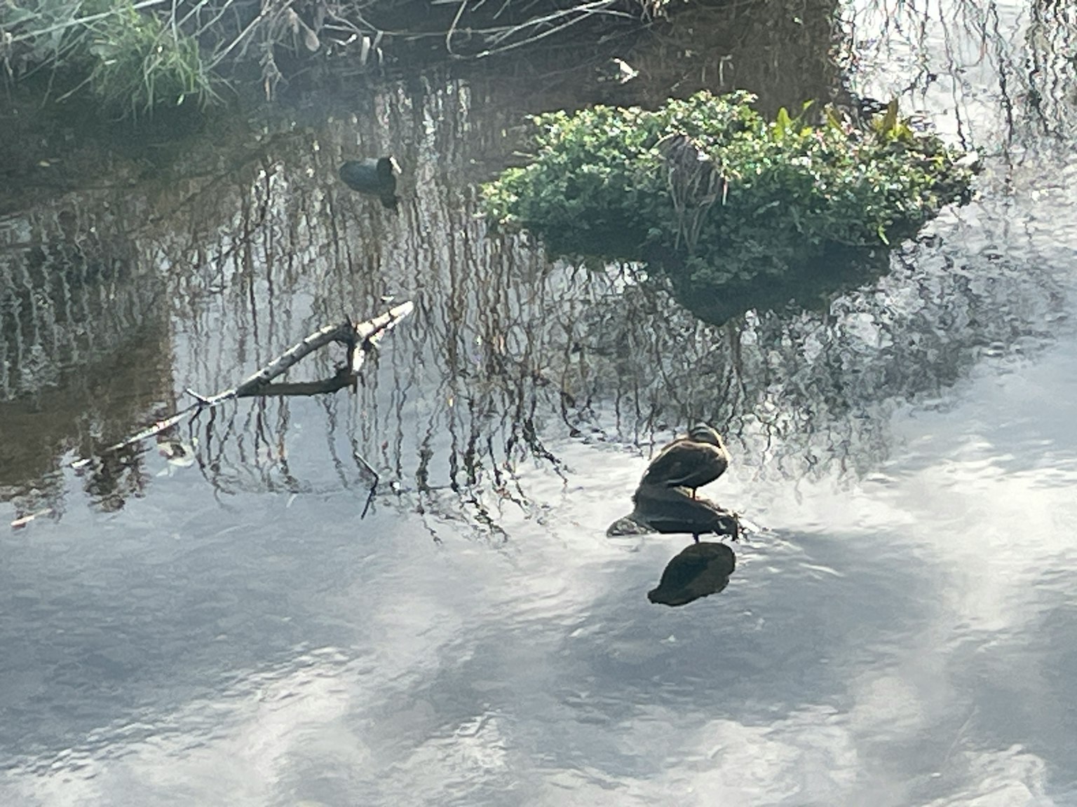 Paisaje tranquilo con vegetación flotante y reflejos en la superficie del agua