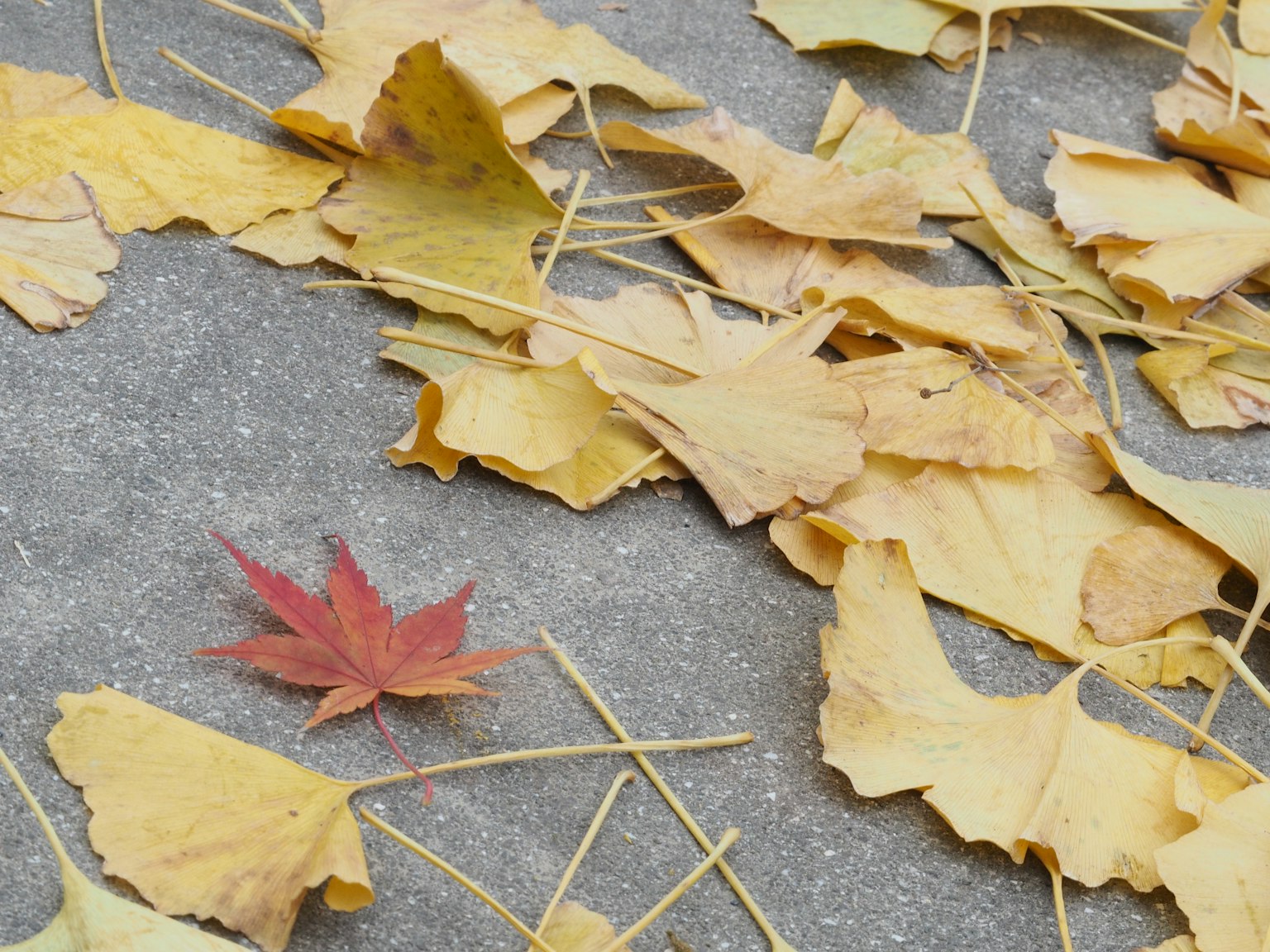 Yellow and red leaves scattered on concrete surface