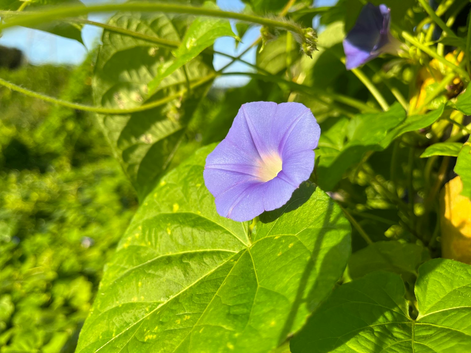 Acercamiento de una flor morada con hojas verdes