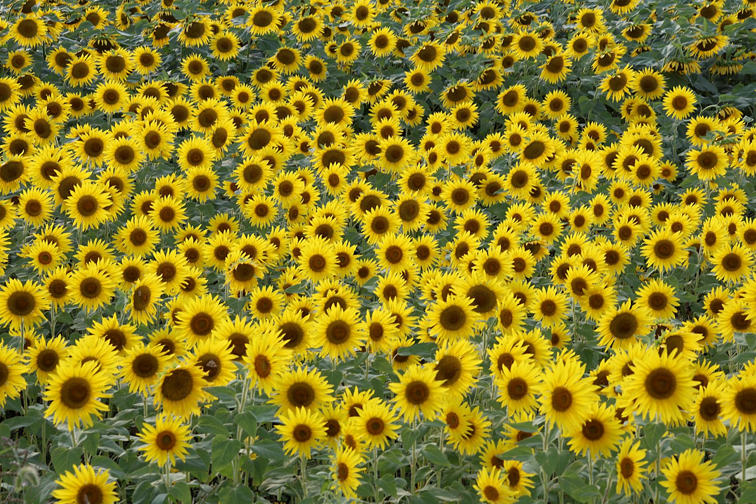 Campo vibrante di girasoli in piena fioritura