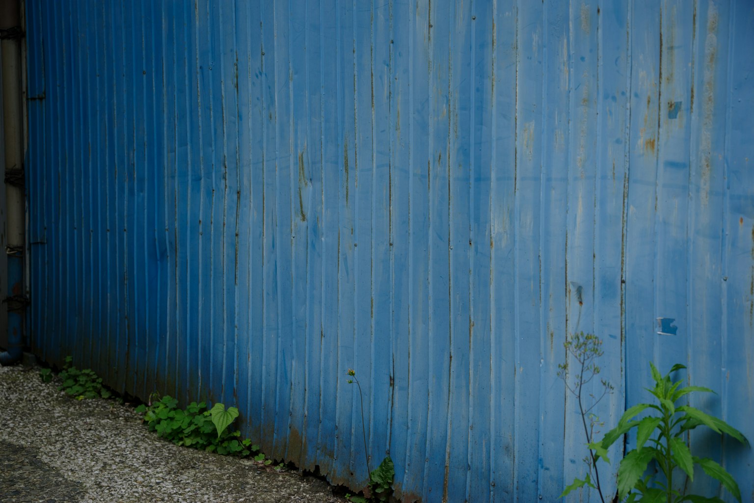 Blue corrugated metal wall with green plants at the base