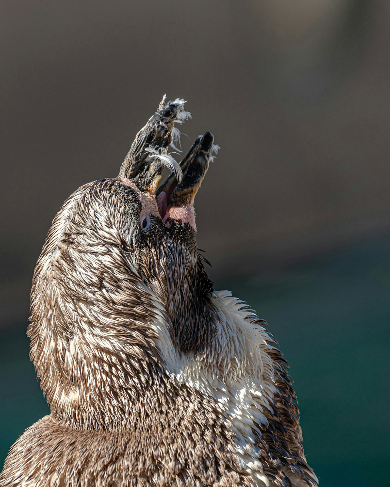 Nahaufnahme eines grauen Vogels mit geöffnetem Schnabel
