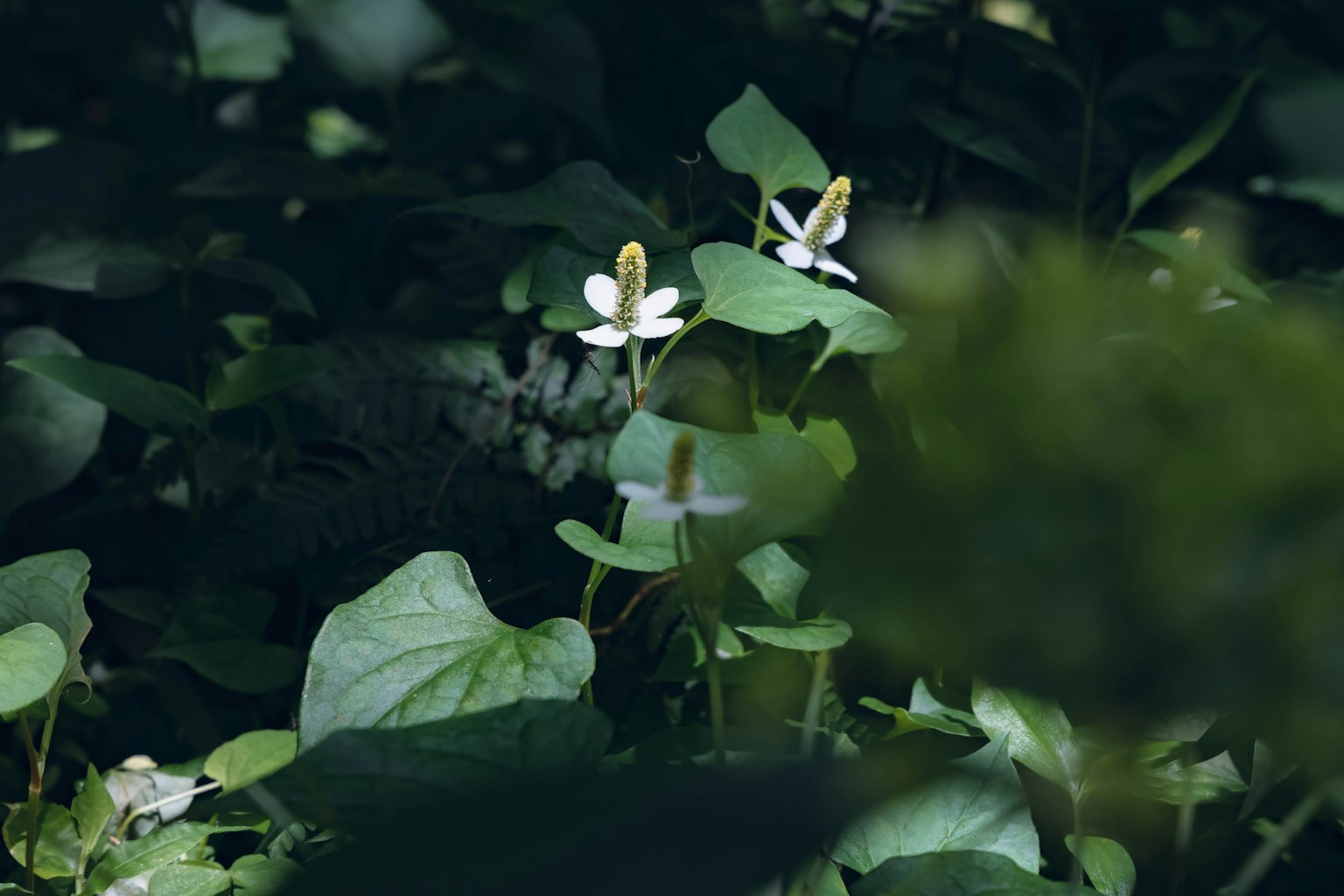 绿色叶子间盛开的白色花朵和柔和的光线