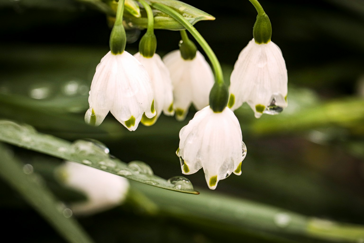 Groupe de fleurs blanches de perce-neige suspendues à des feuilles vertes