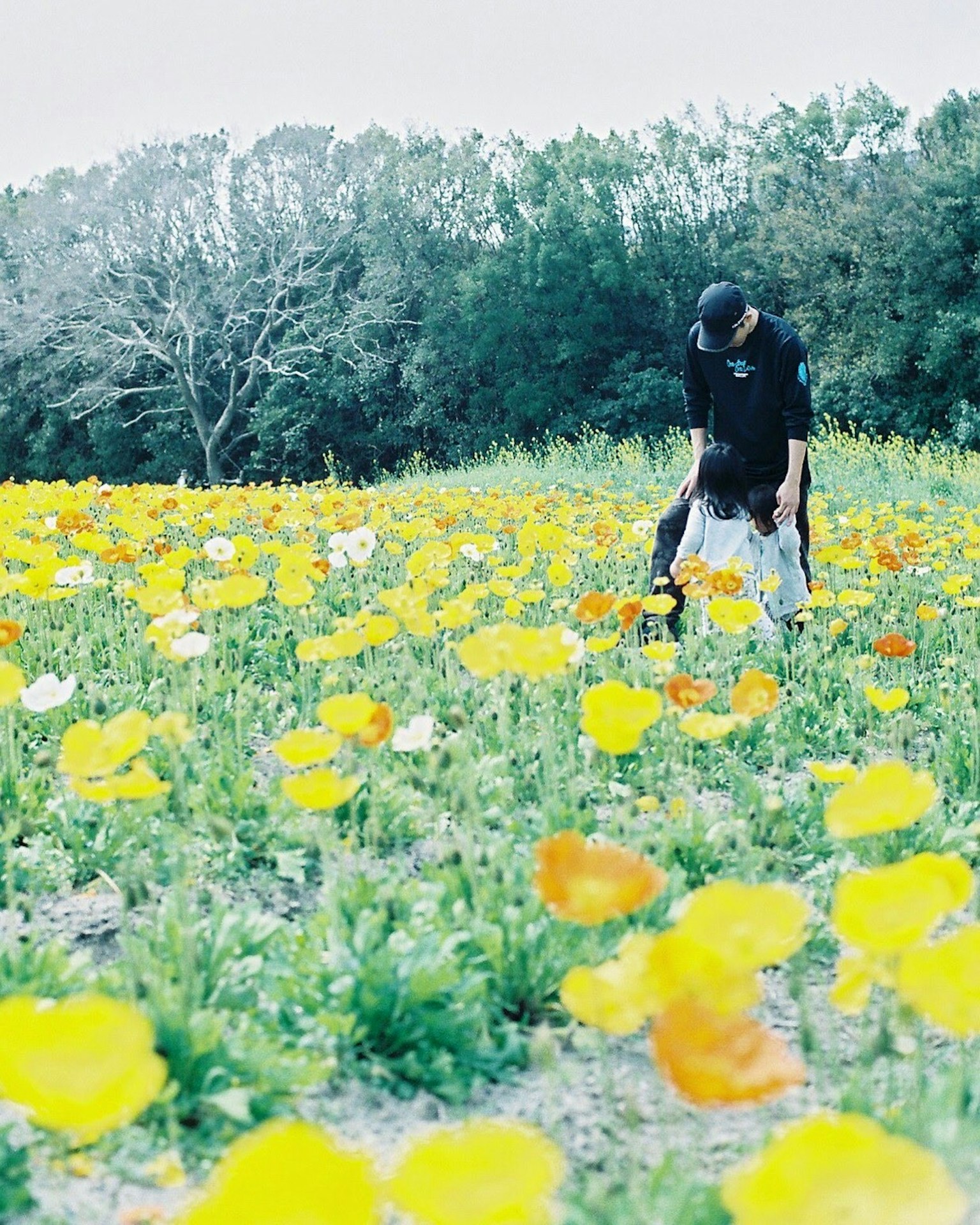 Persona in piedi in un campo di fiori con fiori gialli