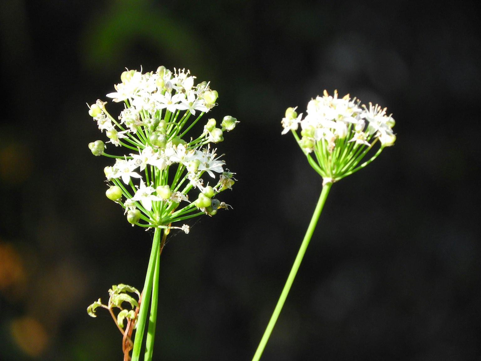 白い花が咲いている植物のクローズアップ二つの茎が見える