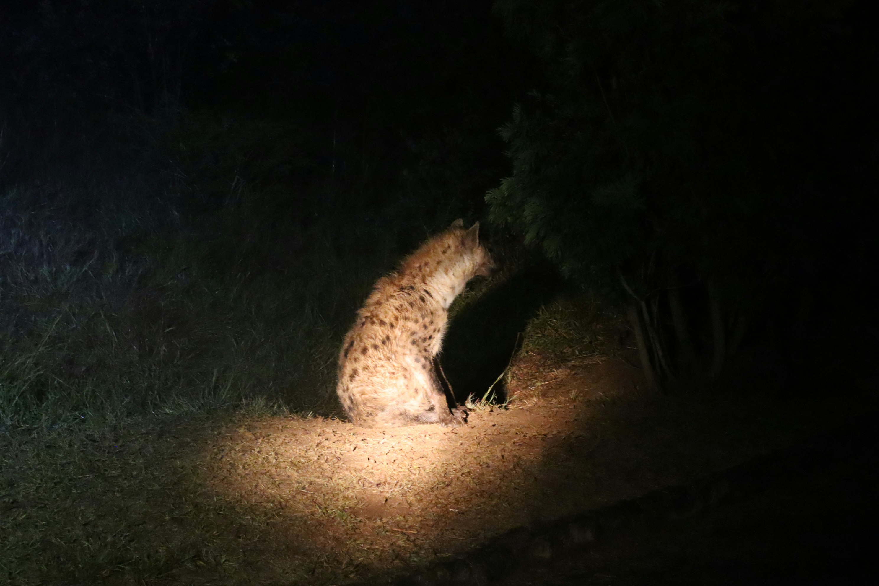 夜間草叢中被燈光照亮的洞口外的小動物