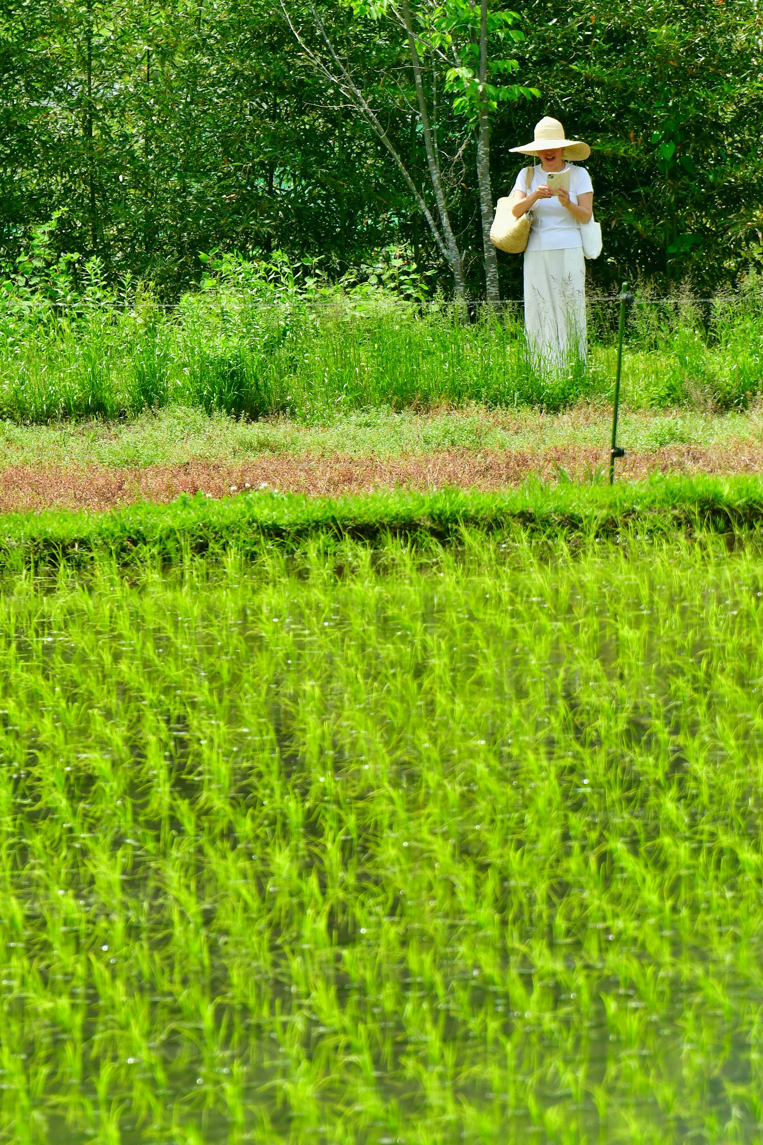 緑の稲田の中で白い衣装を着た女性が立っている
