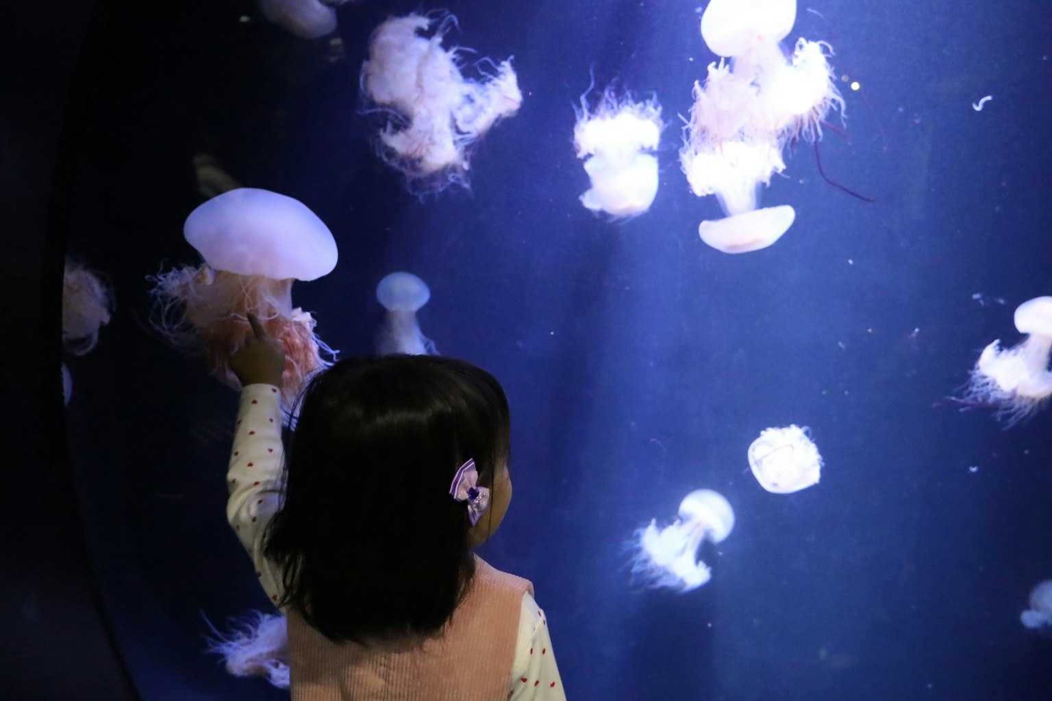 Bambino che osserva meduse in un acquario