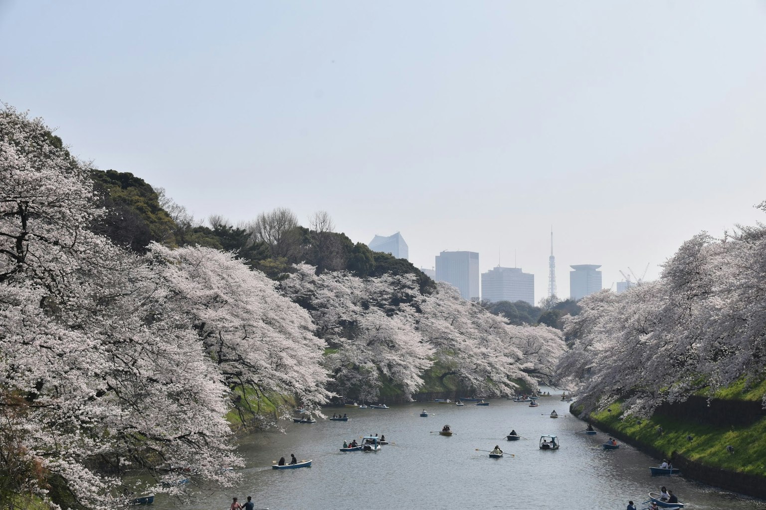 Serene waters surrounded by cherry blossom trees with Tokyo skyline