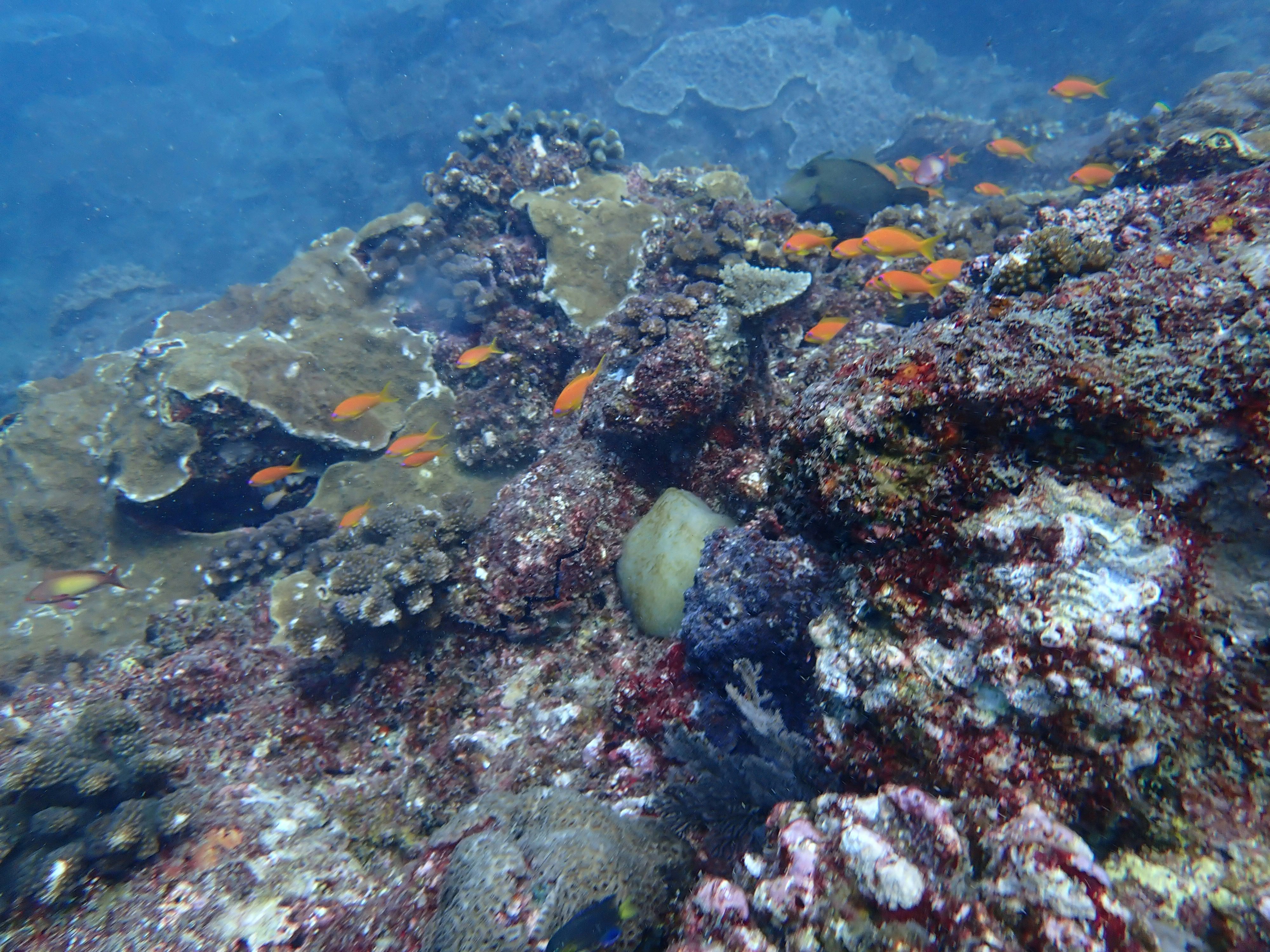 サンゴ礁の海底に群れる魚と色鮮やかな海の生き物