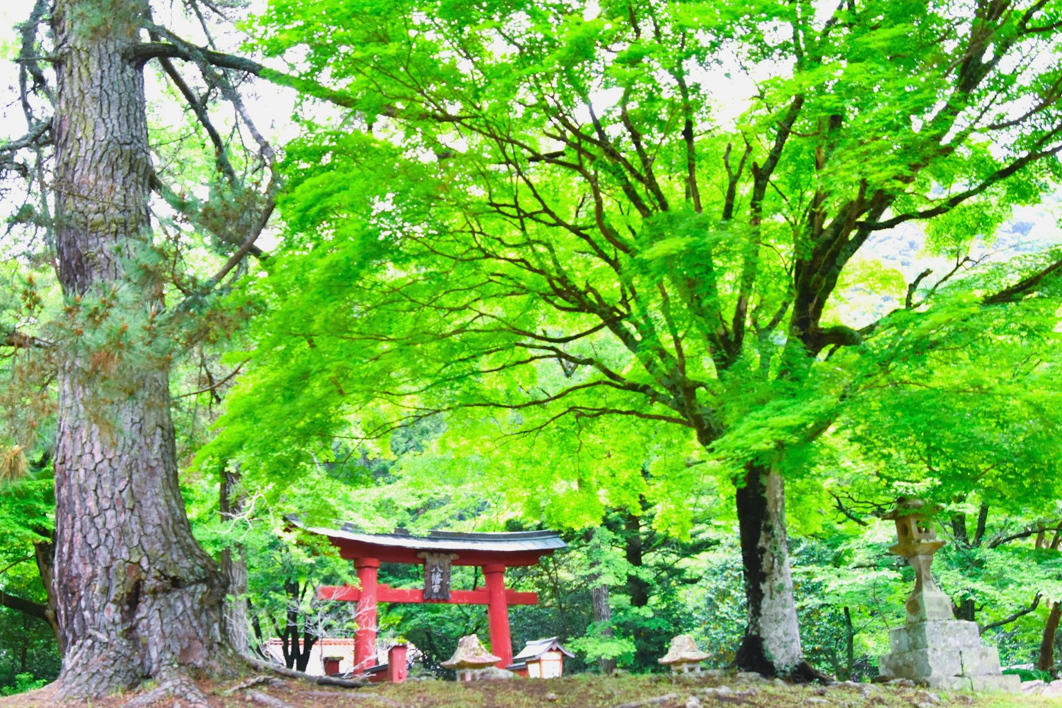 Portail torii rouge entouré d'arbres verts luxuriants dans un paysage serein