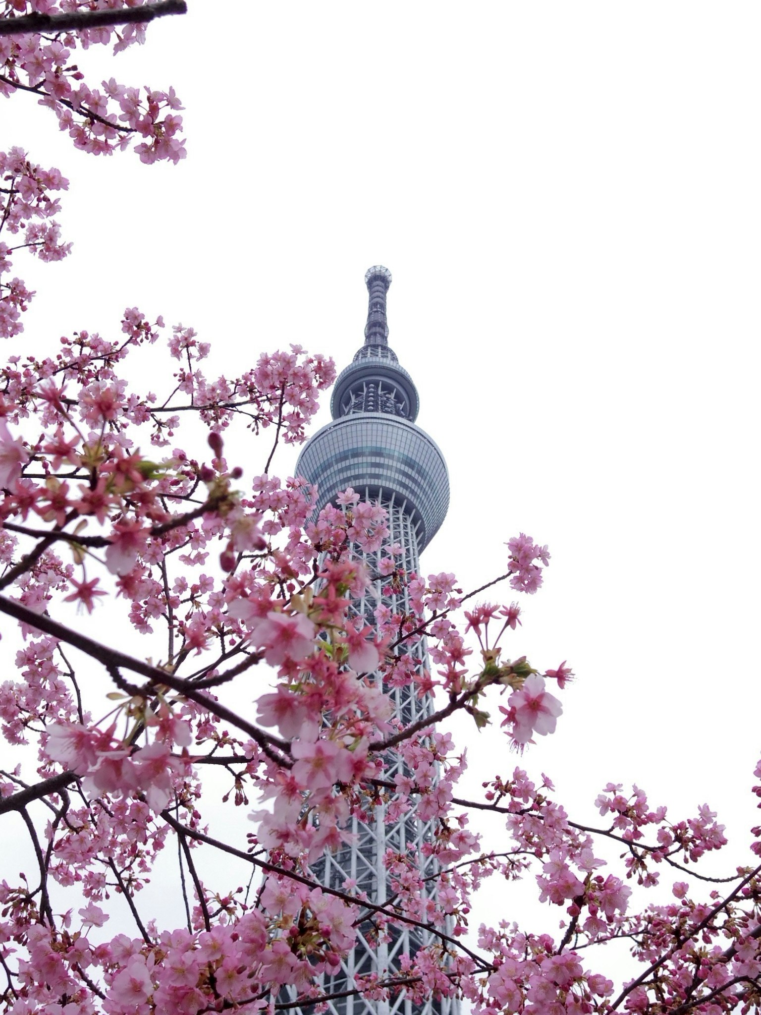 Tokyo Skytree circondato da fiori di ciliegio