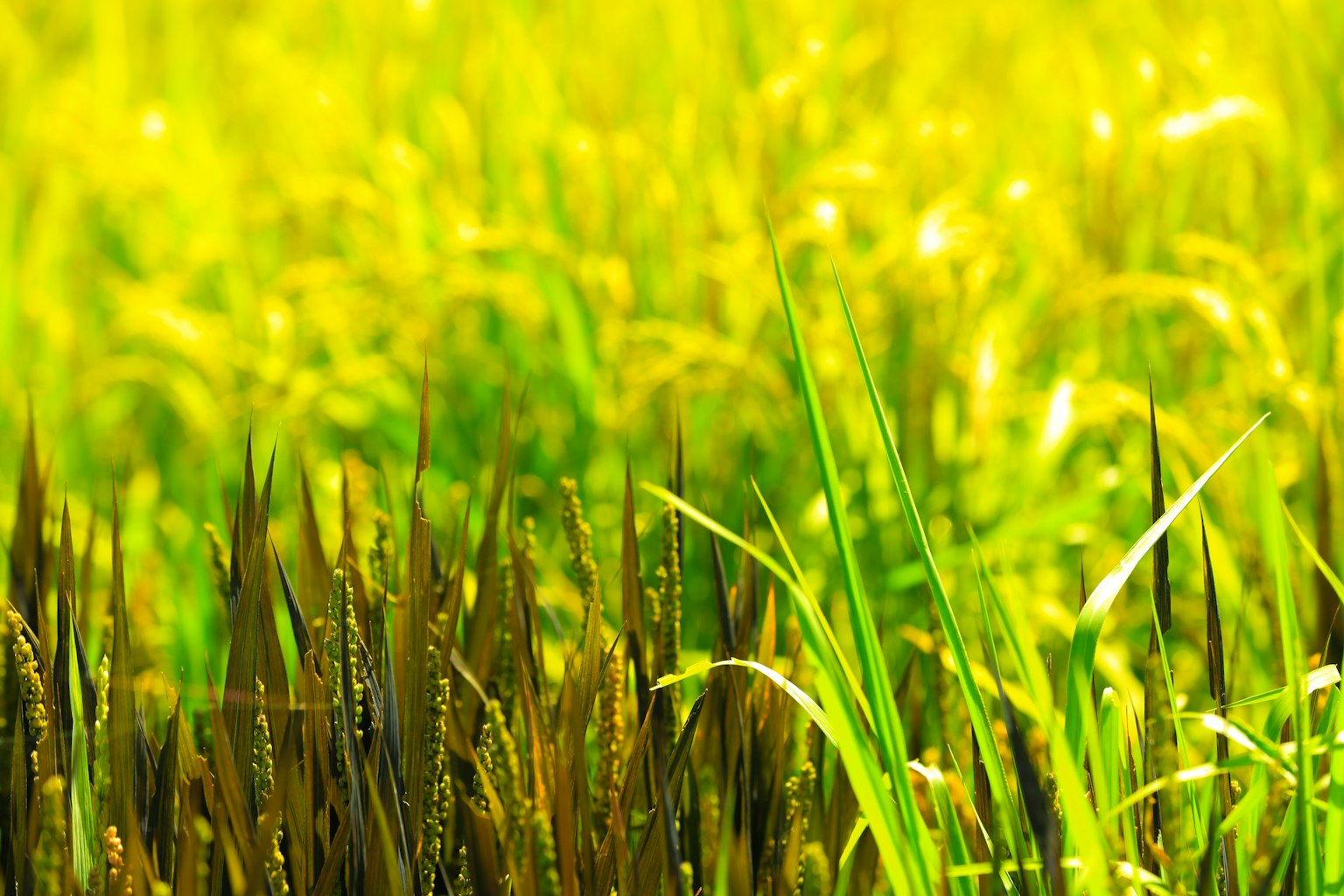 Vibrant yellow rice fields with lush green grass