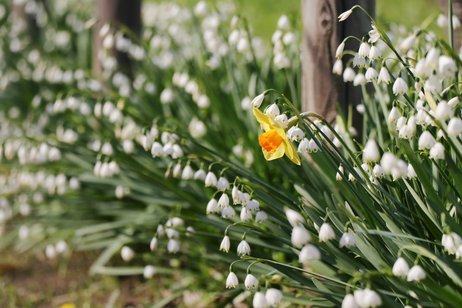 A field of white snowdrop flowers with a single yellow daffodil blooming