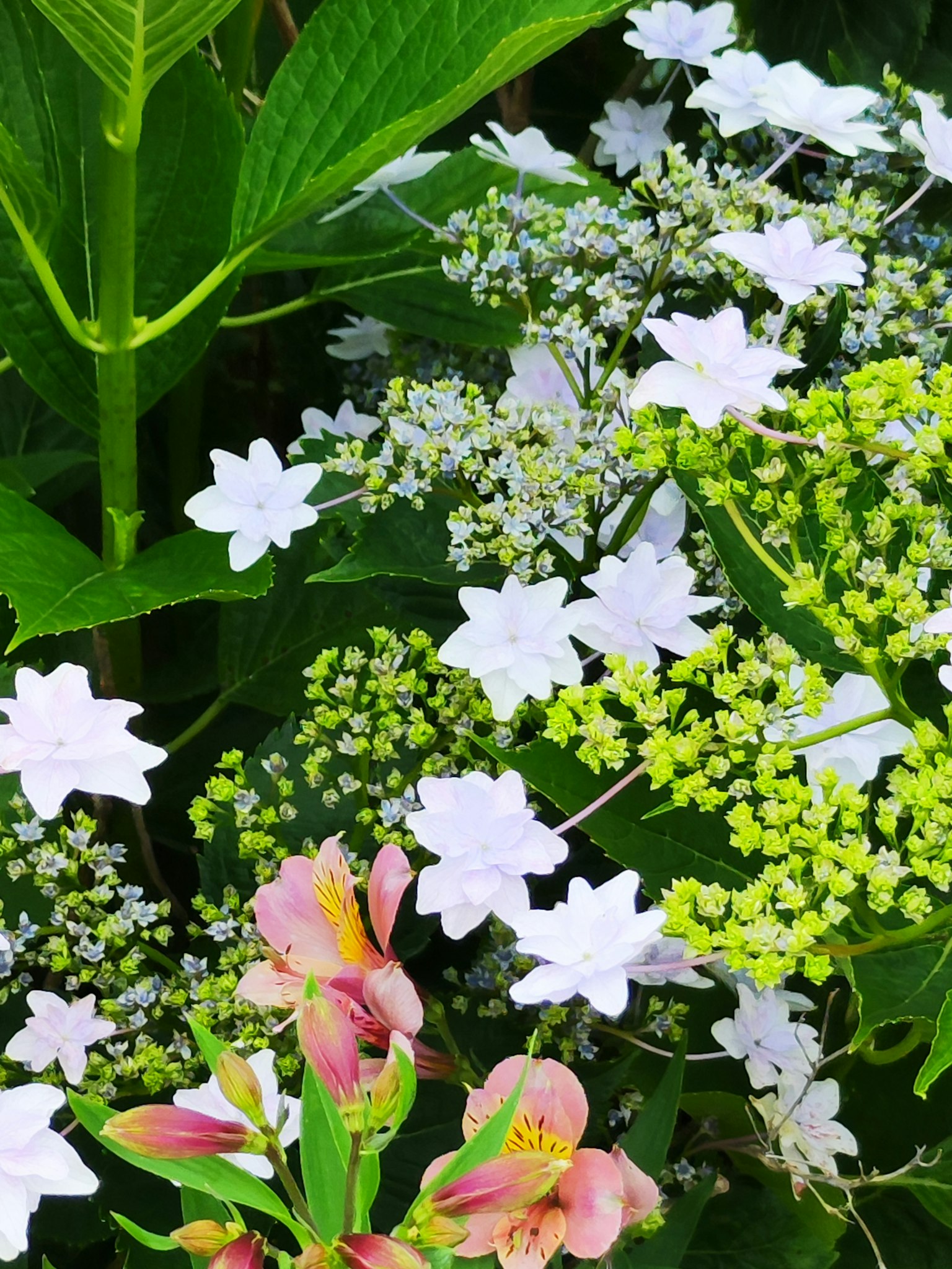 一幅生动的花园场景，白色花朵和郁郁葱葱的绿色叶子