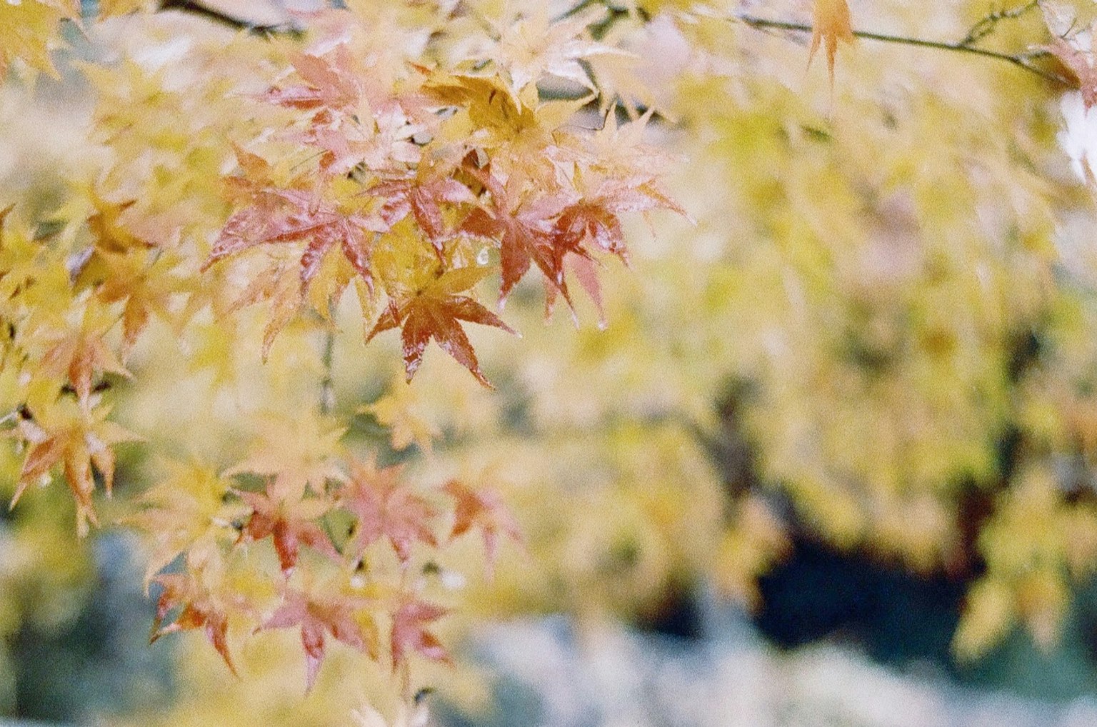 Lebendige rote und gelbe Ahornblätter vor einem herbstlichen Hintergrund
