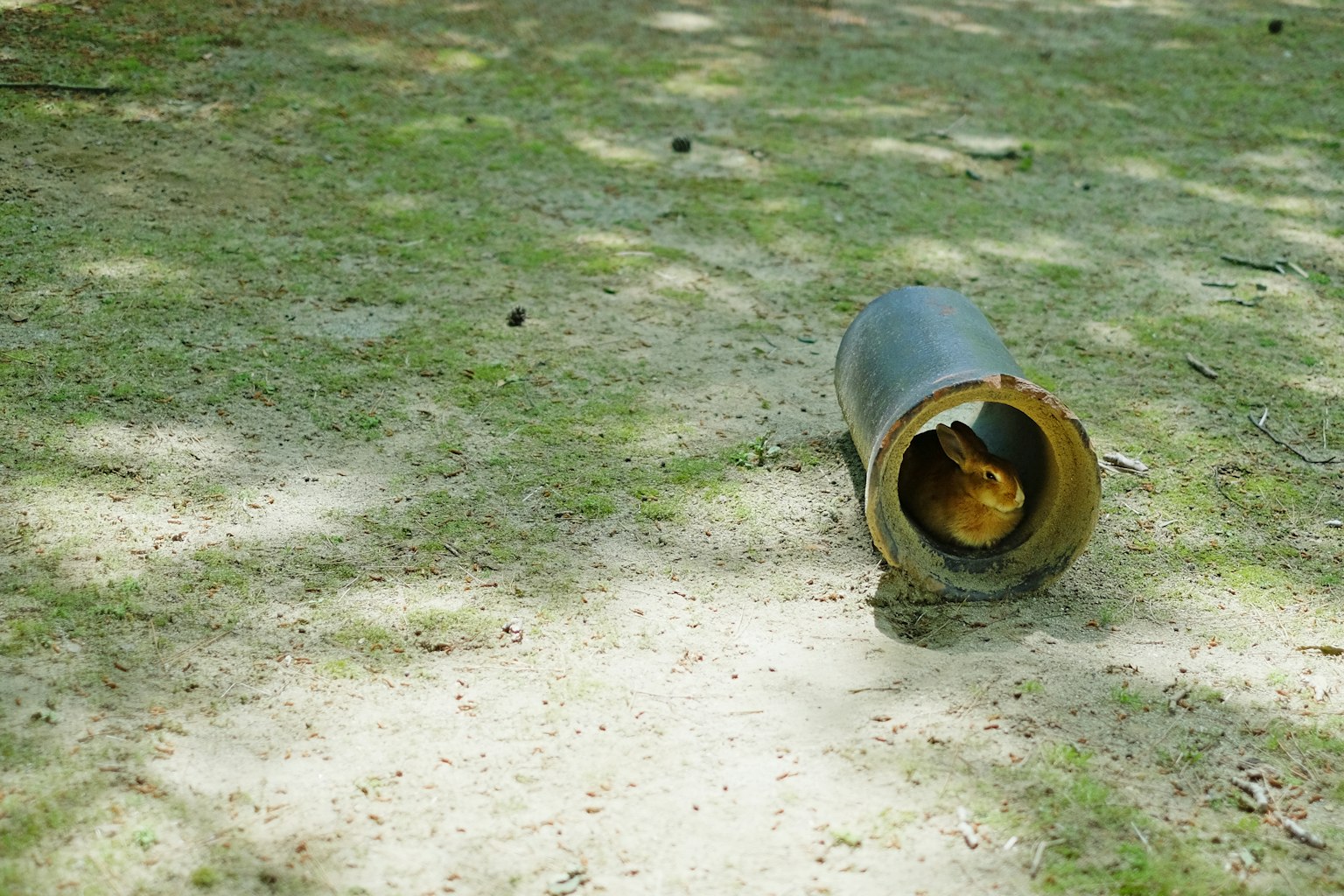 Ein grasbewachsenes Gebiet mit einer umgefallenen Dose, die eine Katze enthält