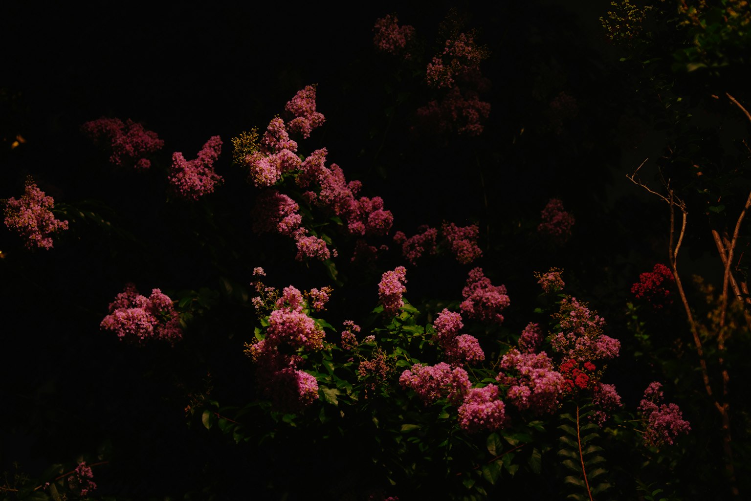 Close-up bunga pink mekar di latar belakang gelap