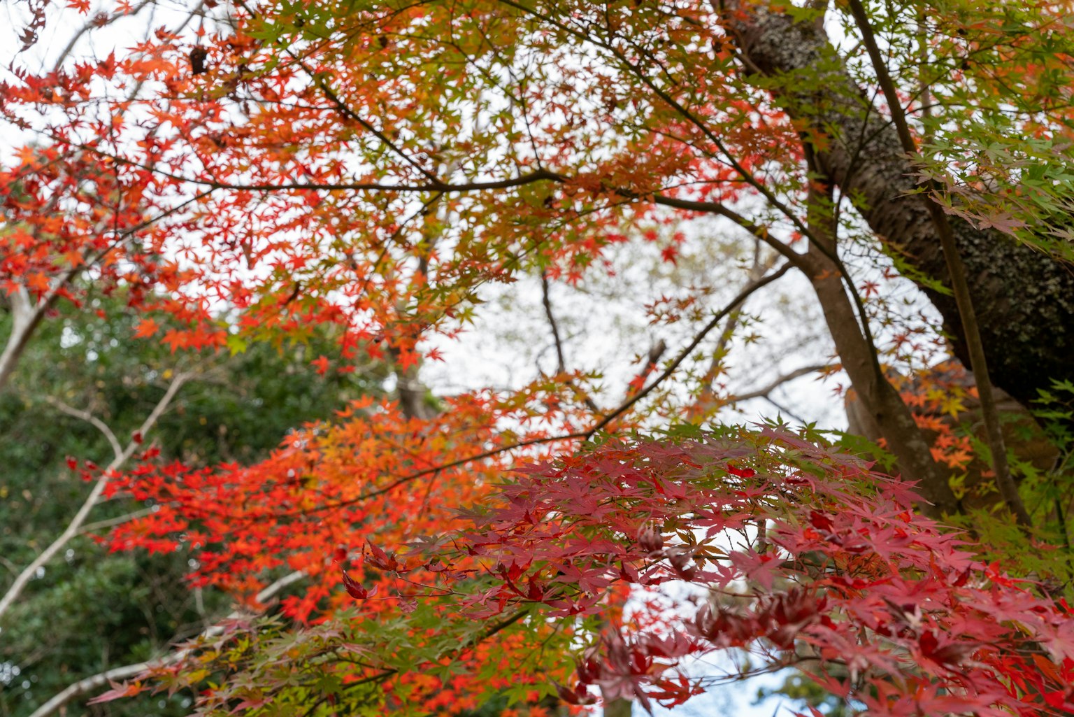 Vibrant autumn leaves on trees showcasing red and orange hues