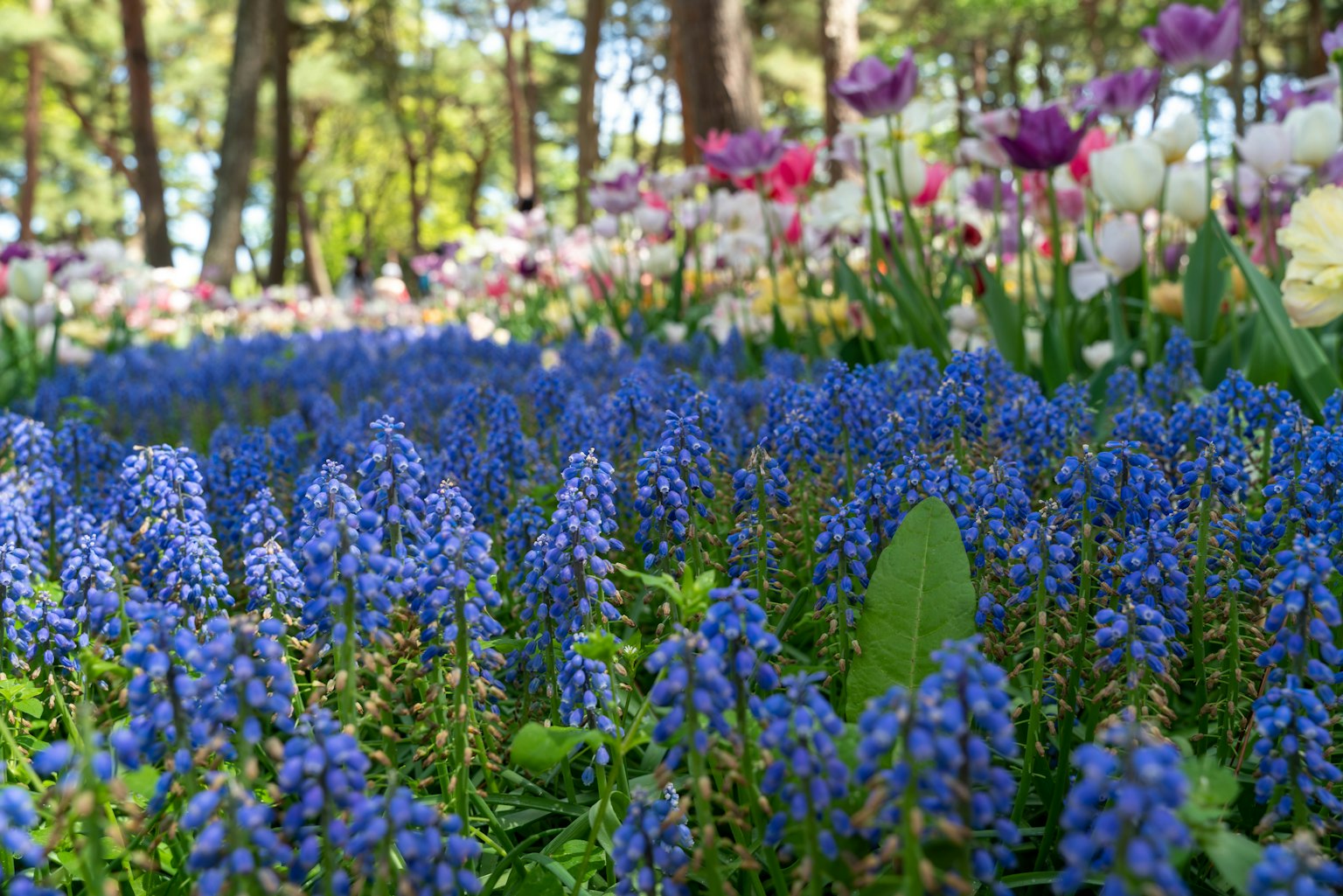 美麗的花園場景，盛開的藍色花朵