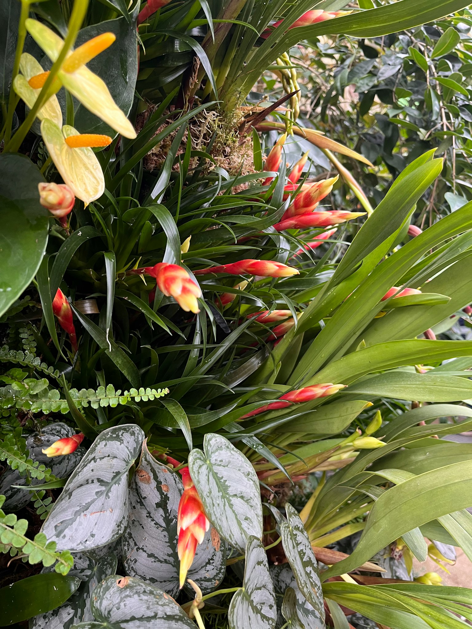 Cluster of tropical plants with green leaves and red flowers
