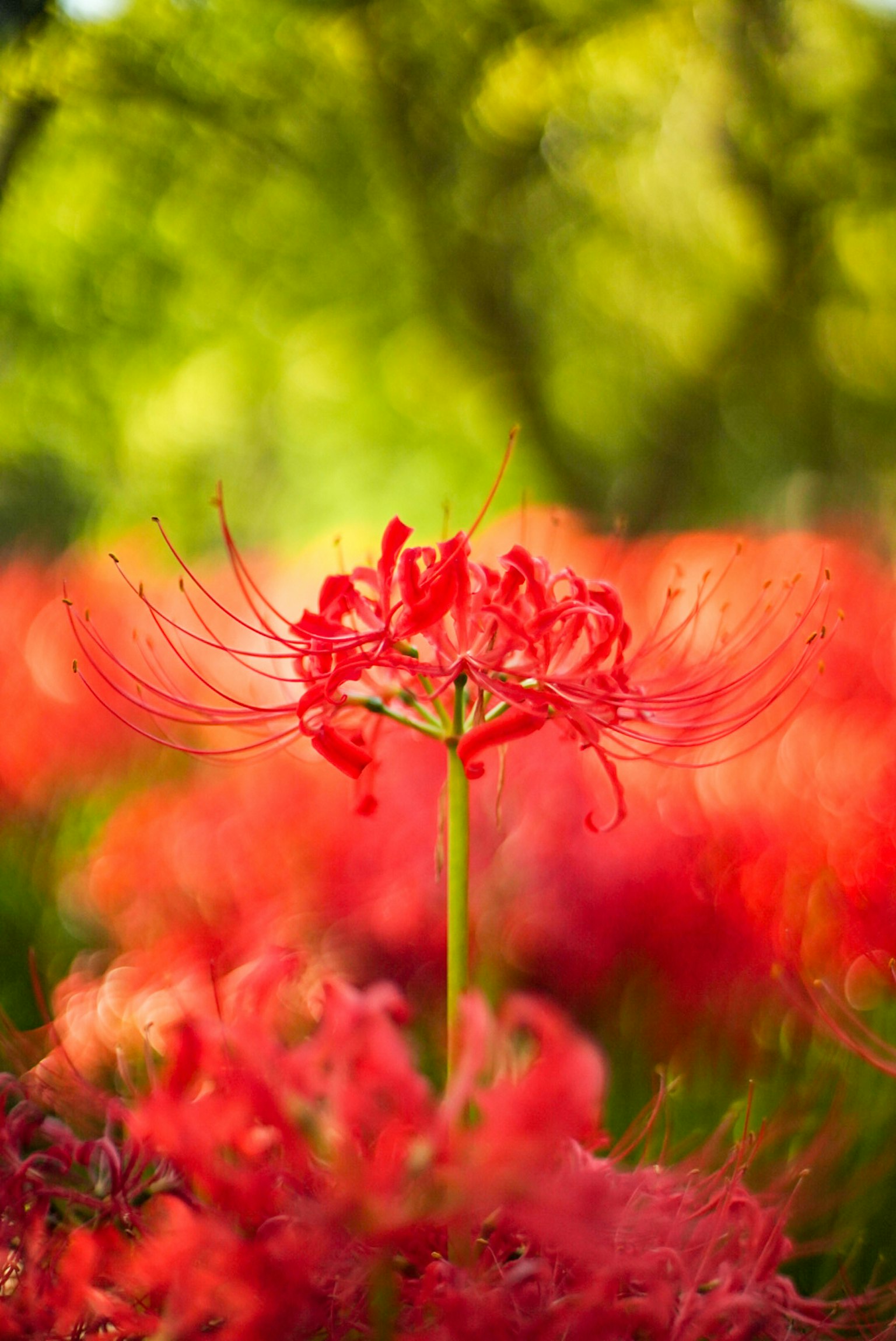 Un paysage magnifique avec des lys araignées rouges en fleurs