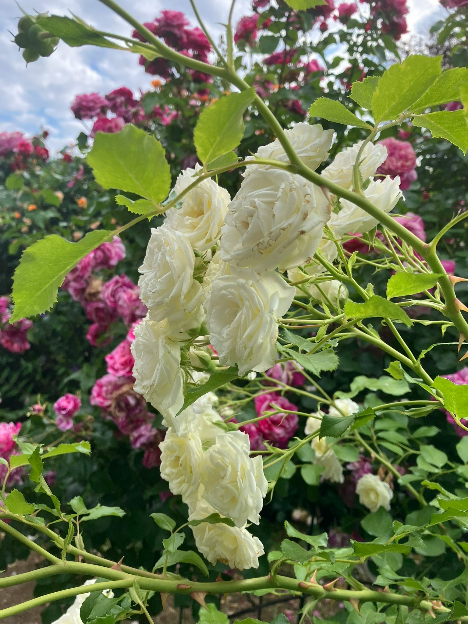 バラの花が咲く庭園の花壇
