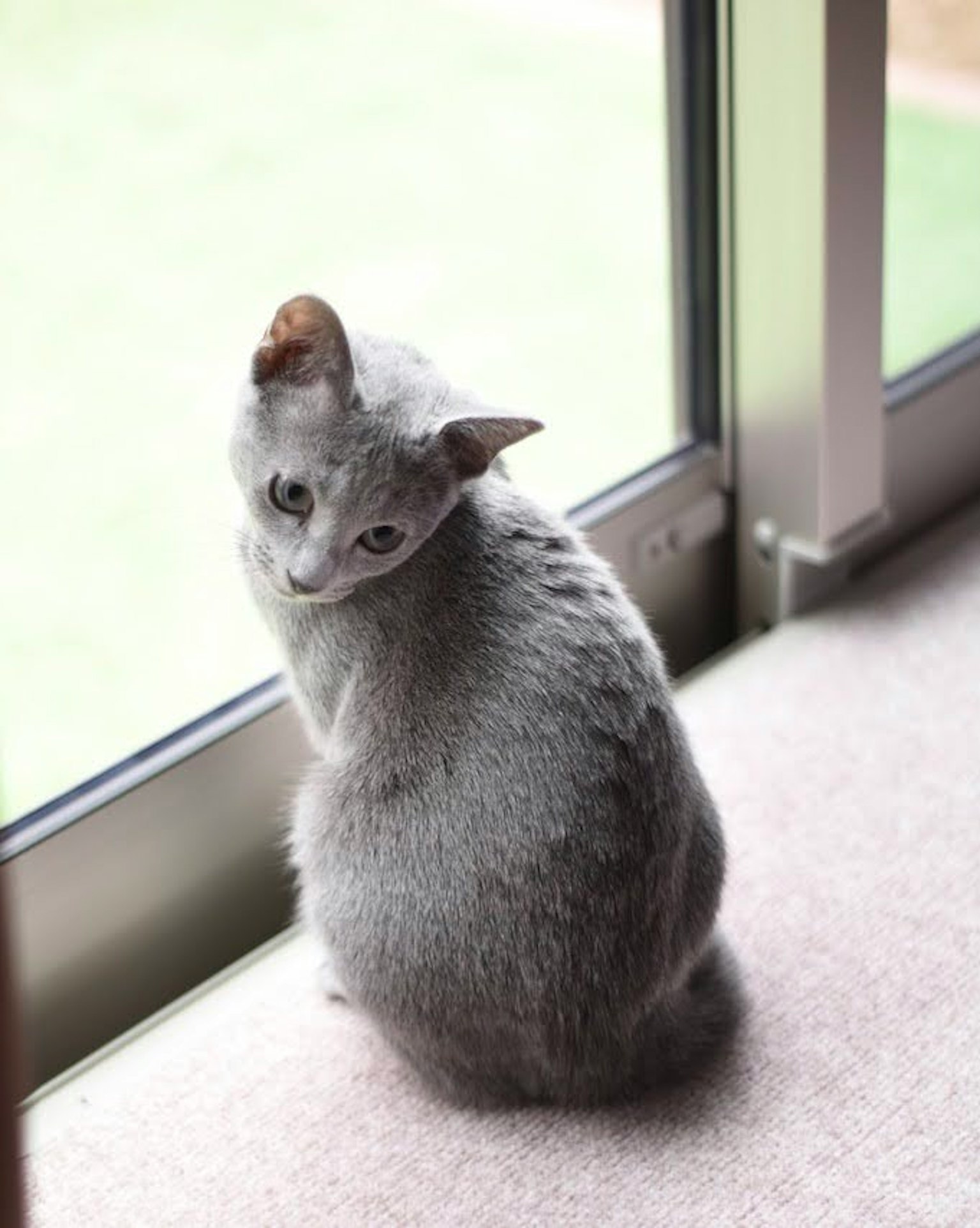 Mèo xám ngồi bên cửa sổ nhìn lại