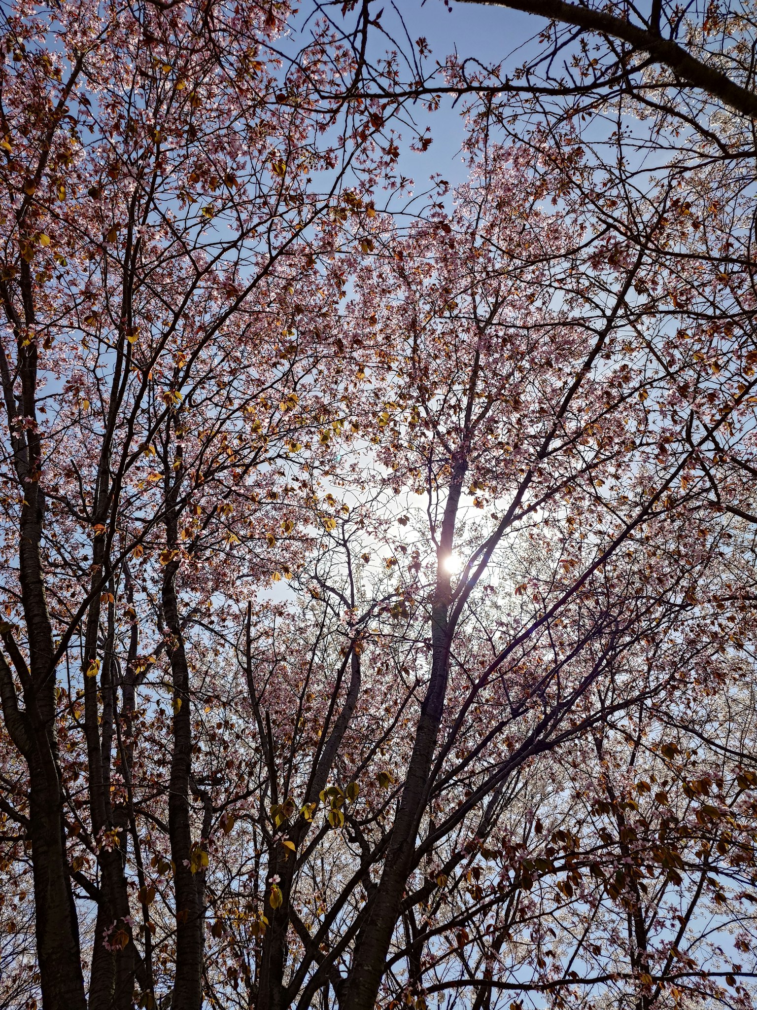 Silhouette von Kirschblüten vor blauem Himmel