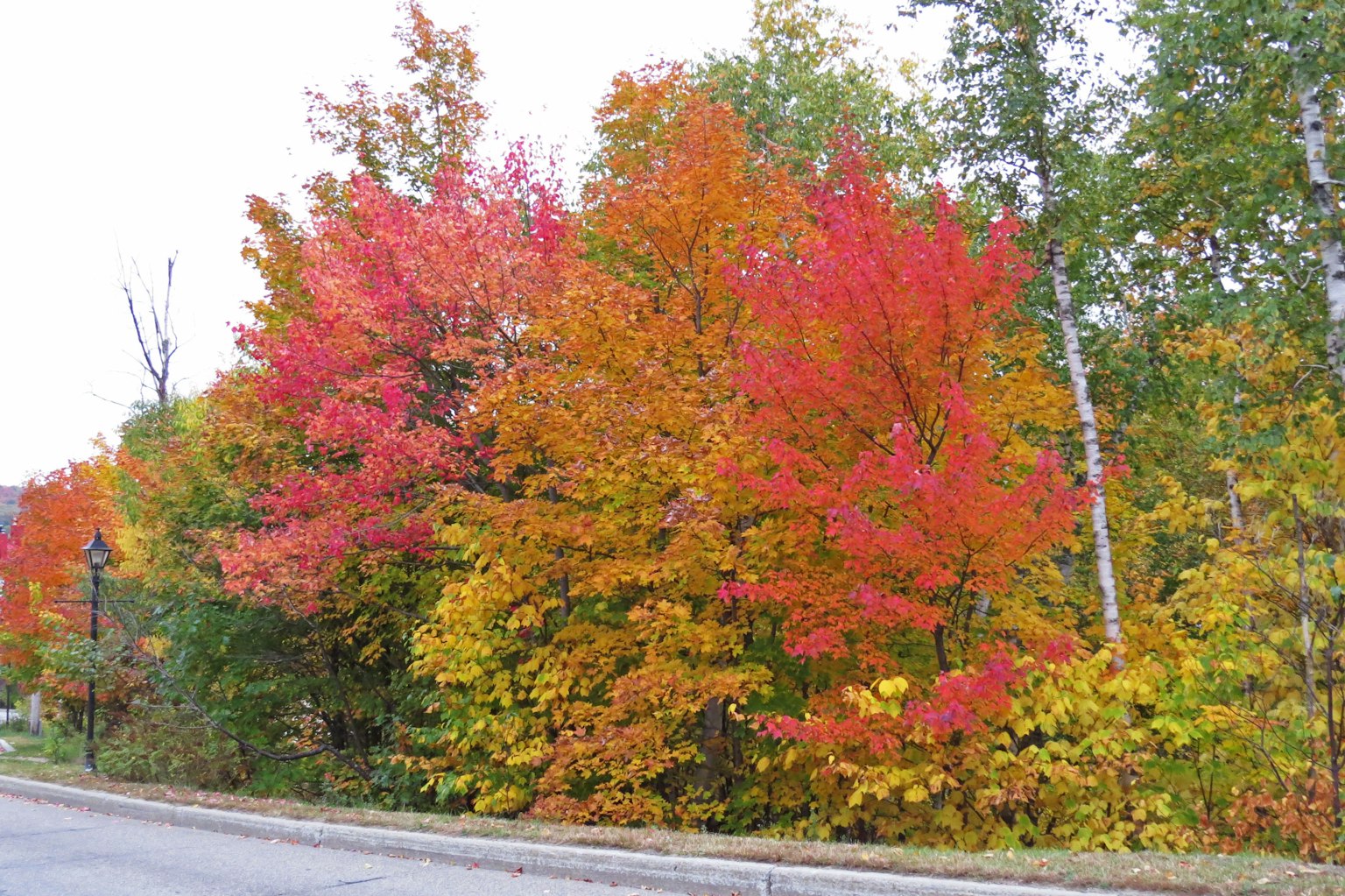 Foglie autunnali vivaci con alberi colorati