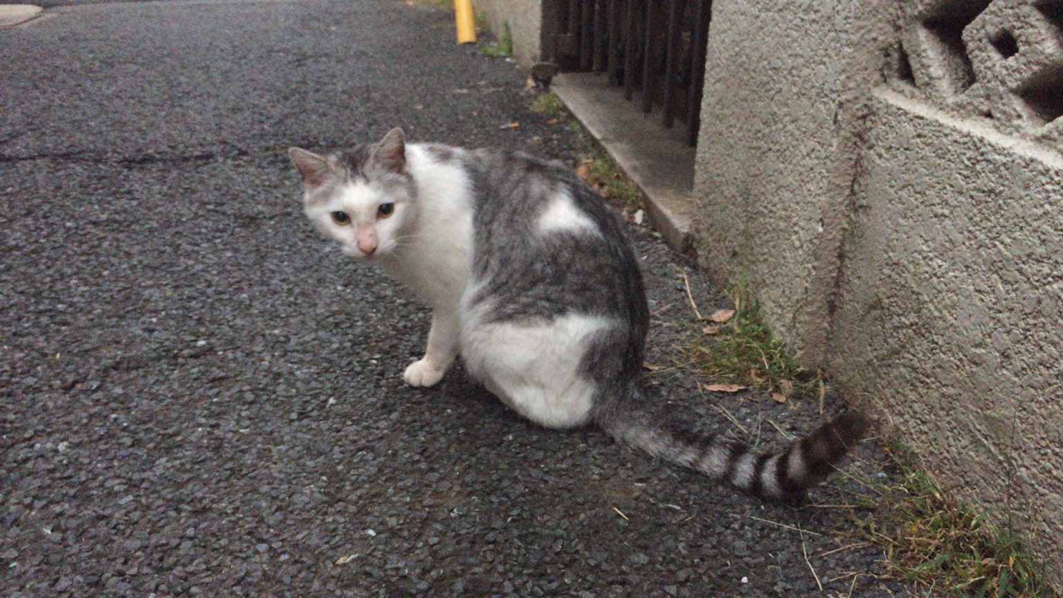 Gray and white cat sitting by the roadside