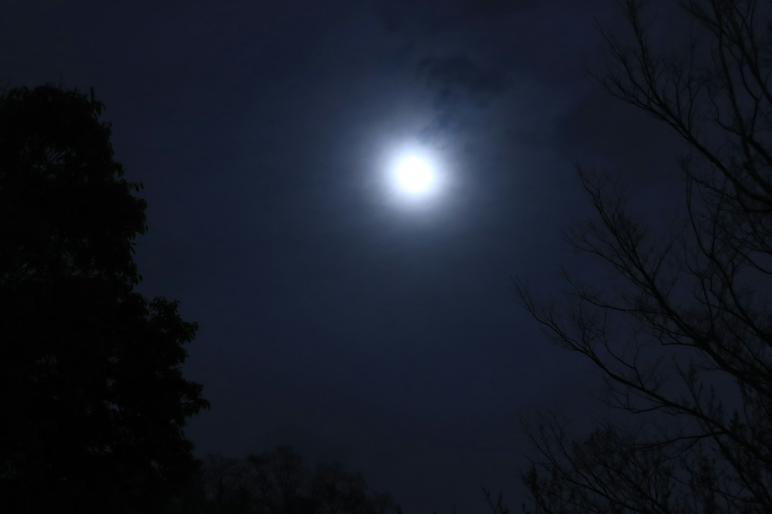明亮的滿月在黑暗的夜空中與樹木剪影