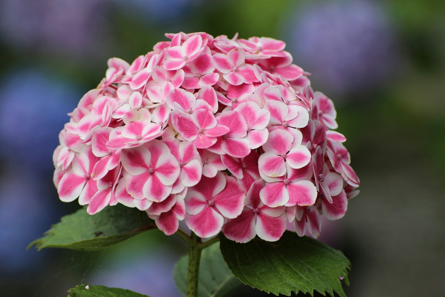 Close-up bunga hydrangea merah muda dan putih