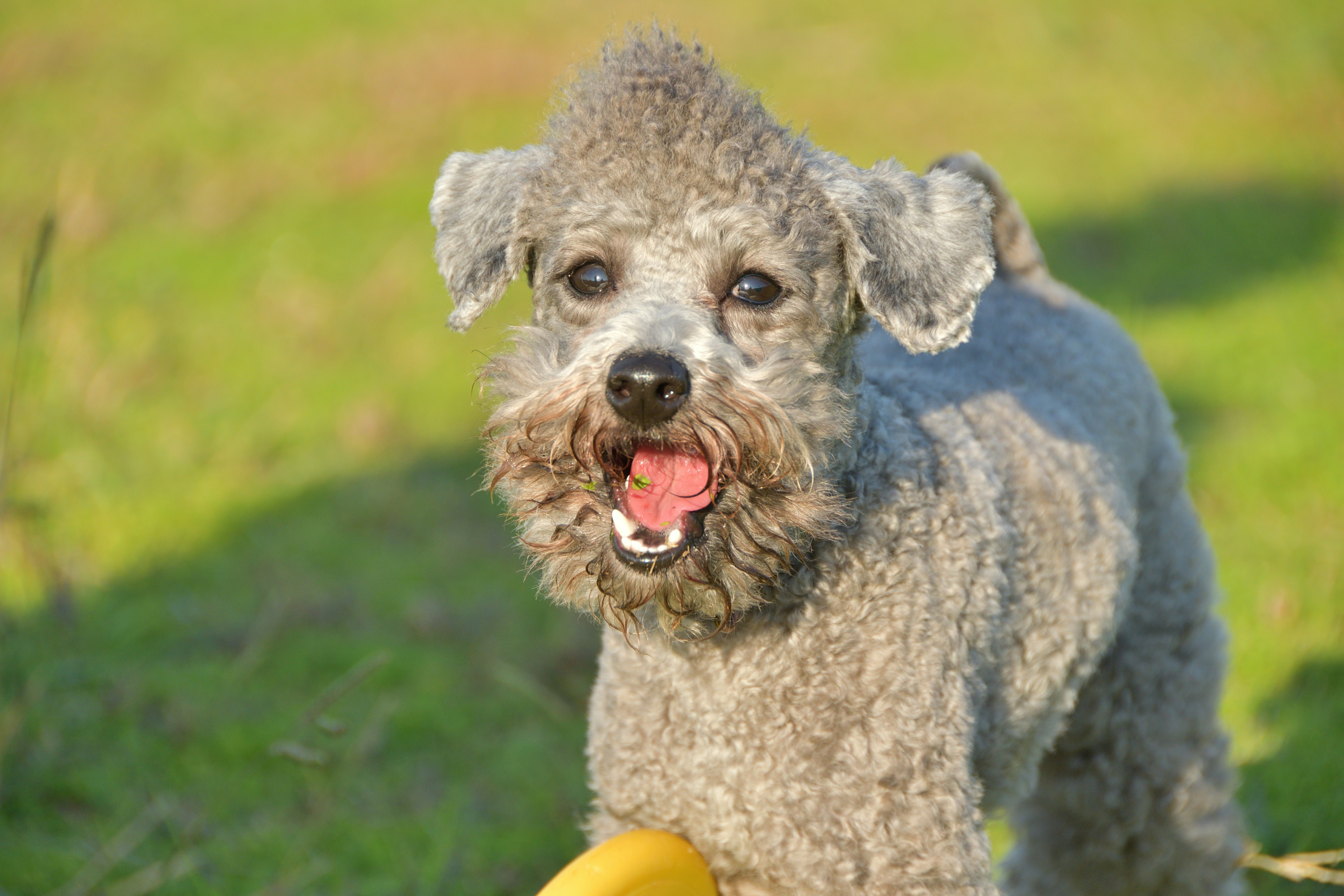 petit chien courant sur l’herbe, bouche ouverte