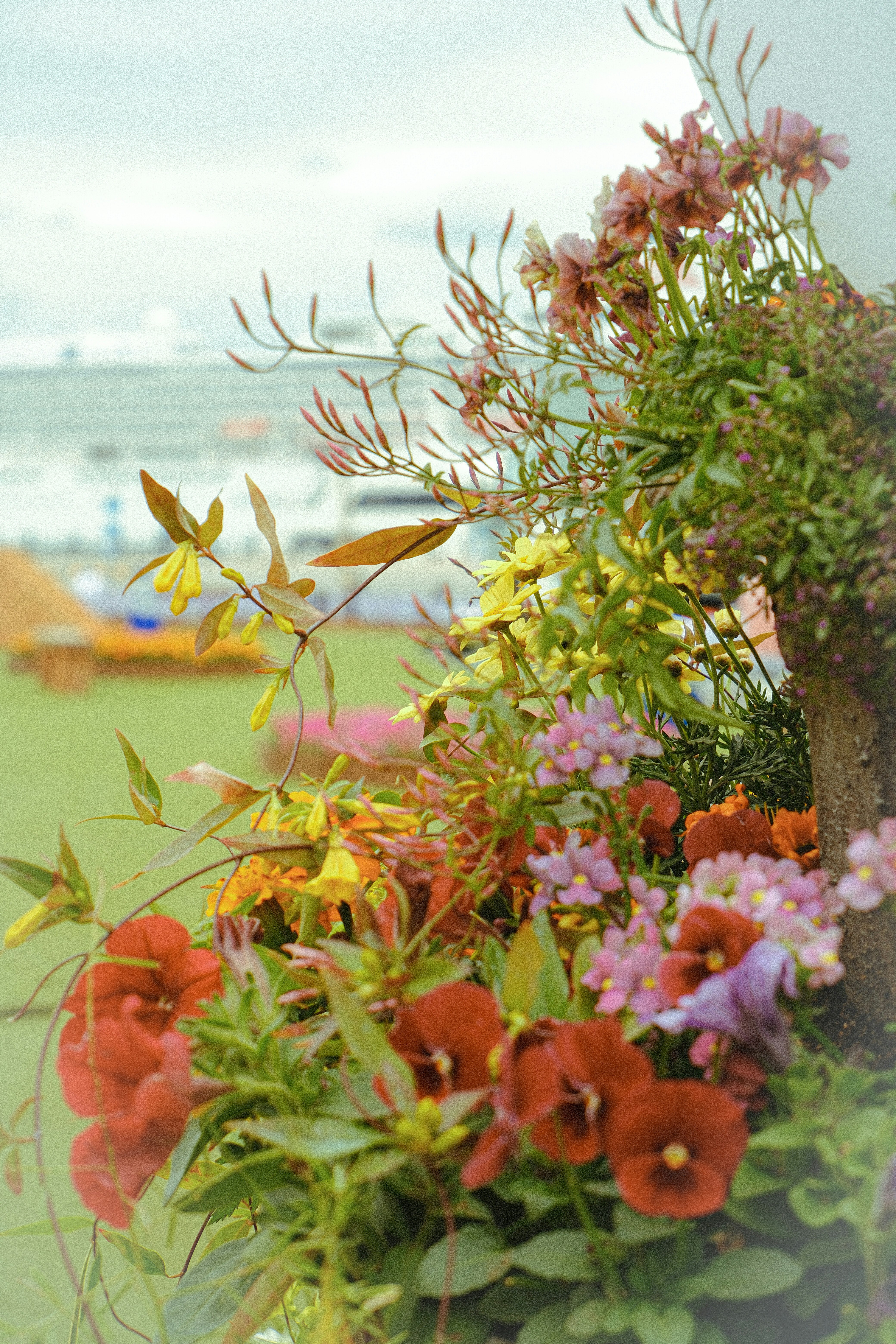 色とりどりの花が咲く花壇の近景 海が見える背景