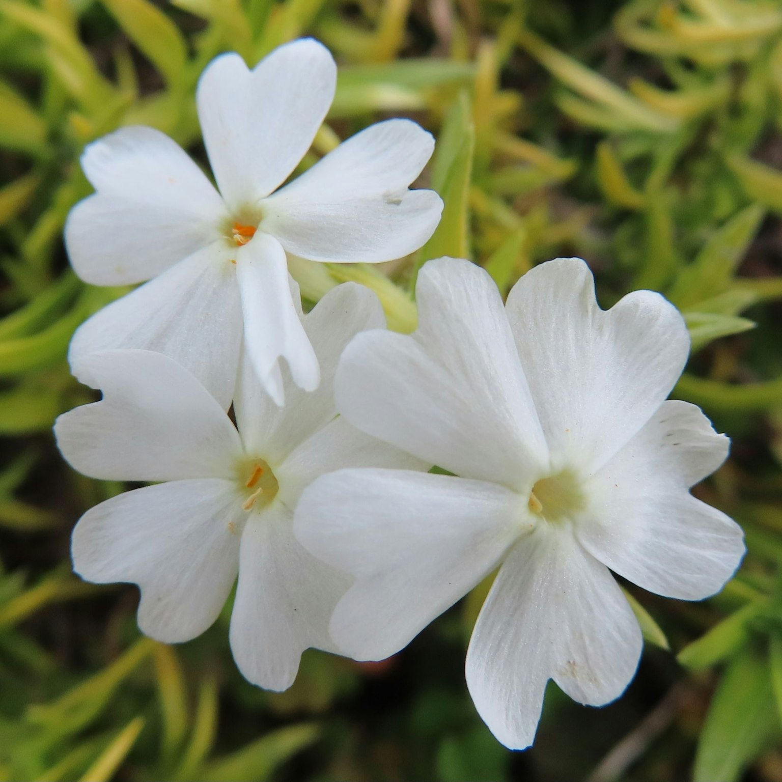 Tre fiori bianchi raggruppati su uno sfondo verde